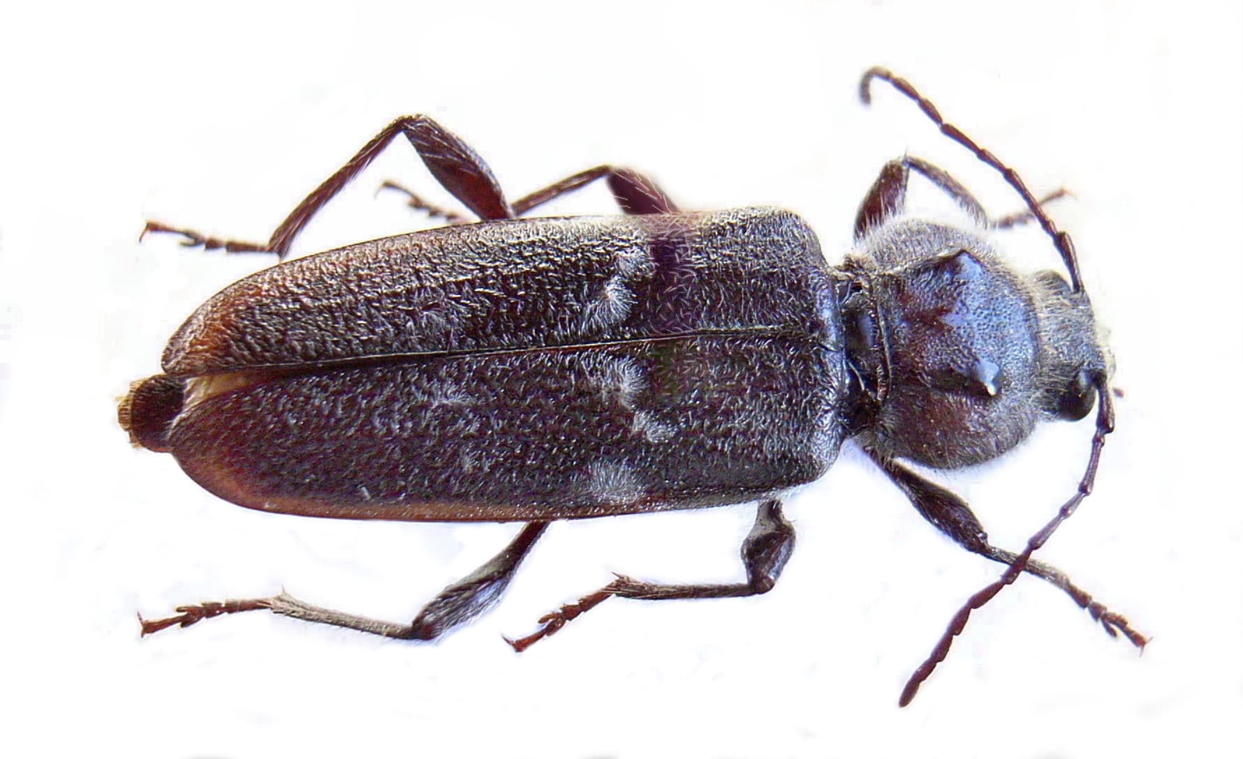 Old House Borer — identification photo