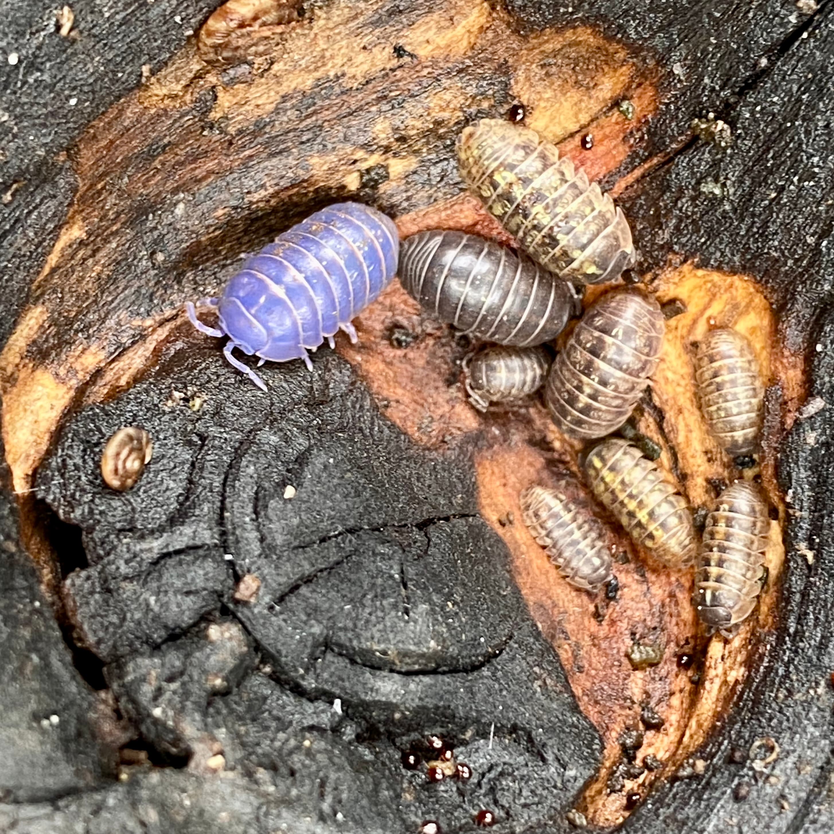 Pillbug — identification photo