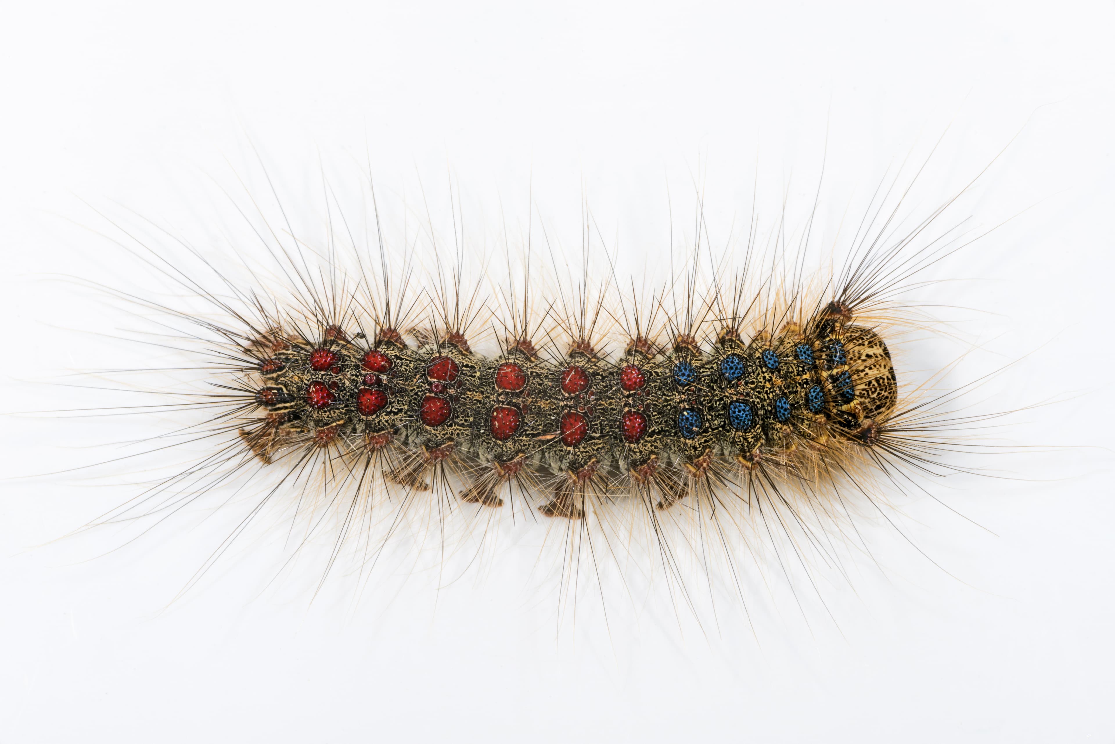 Spongy Moth — identification photo