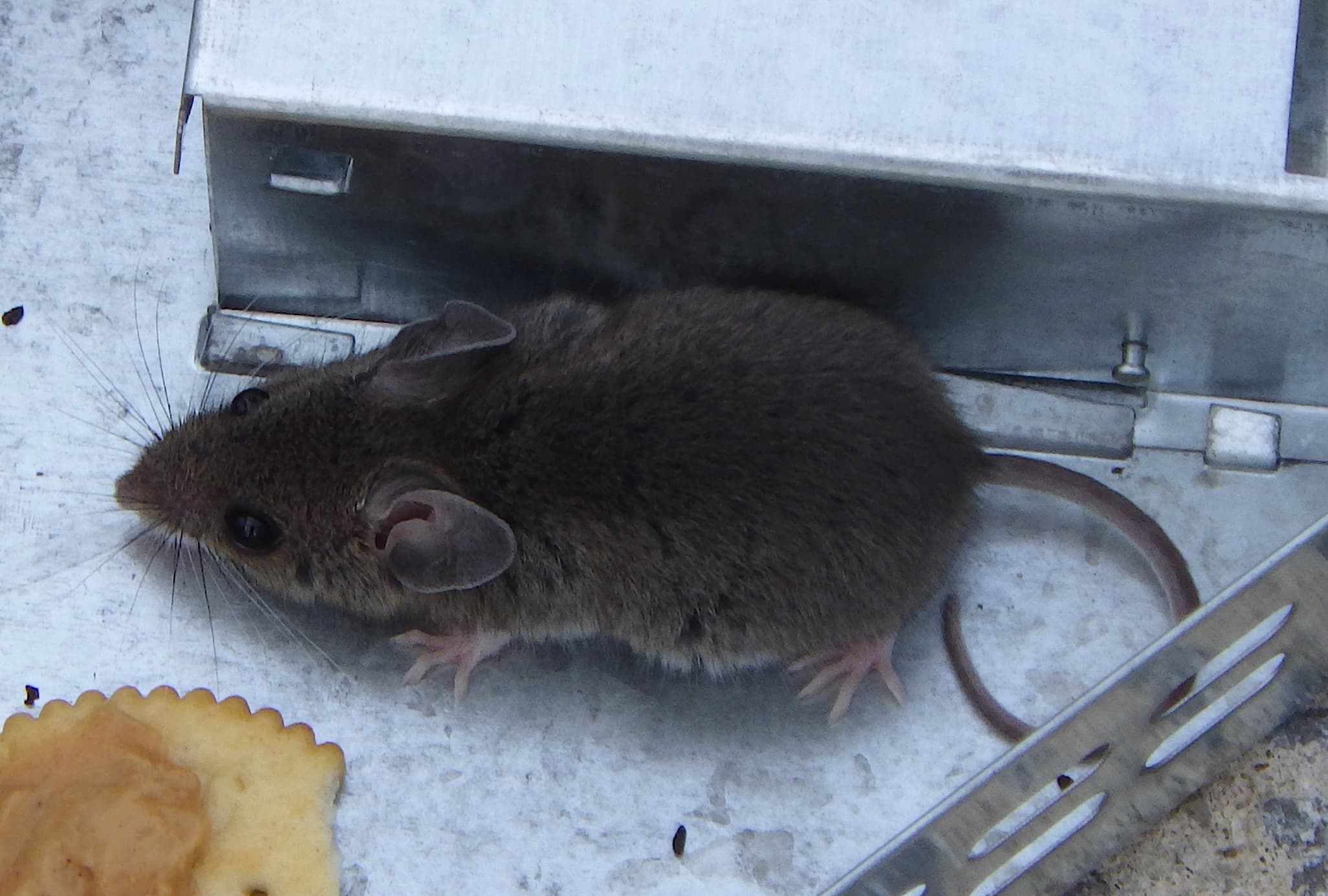 House Mouse — identification photo