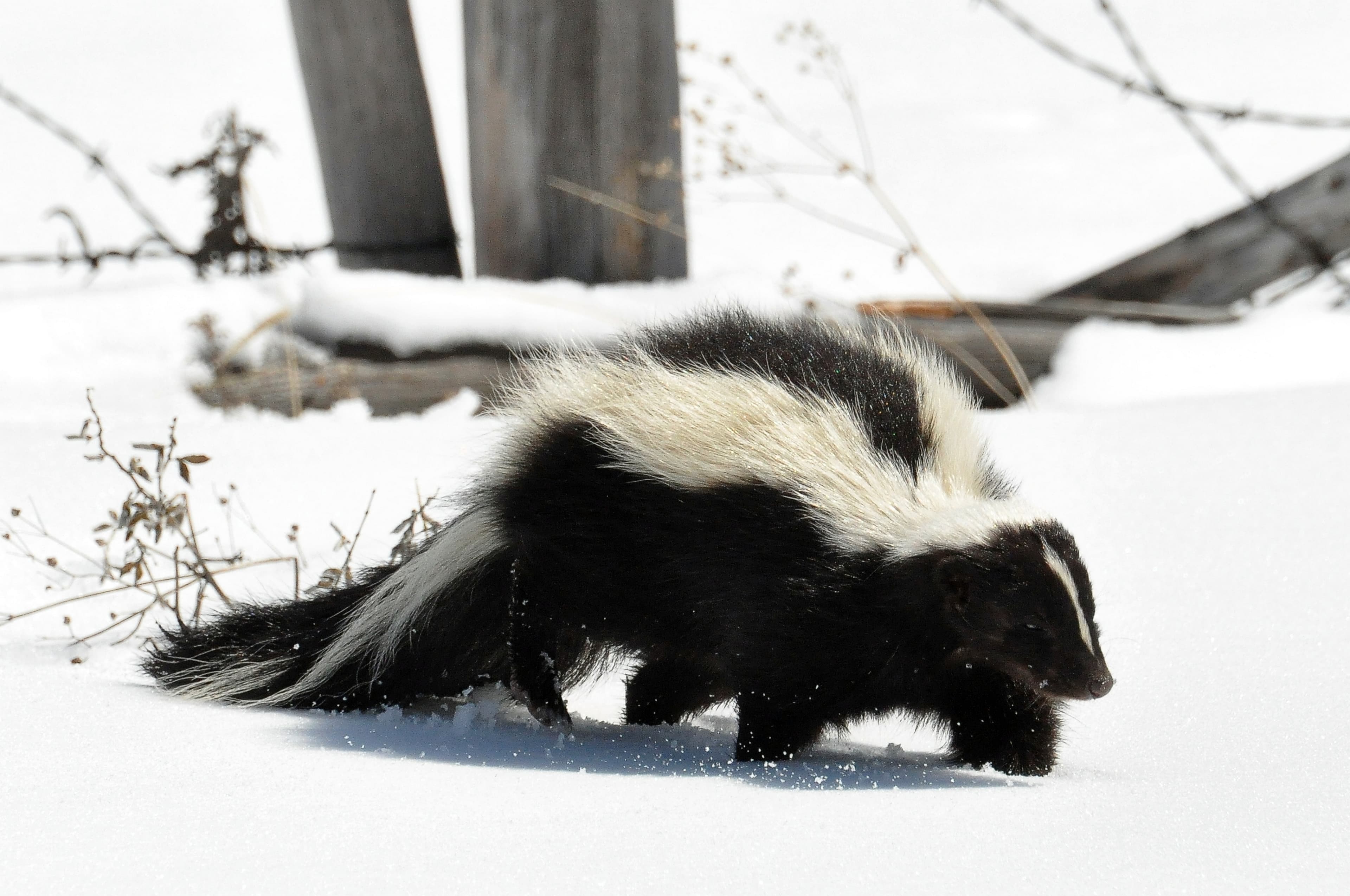 Skunk — identification photo