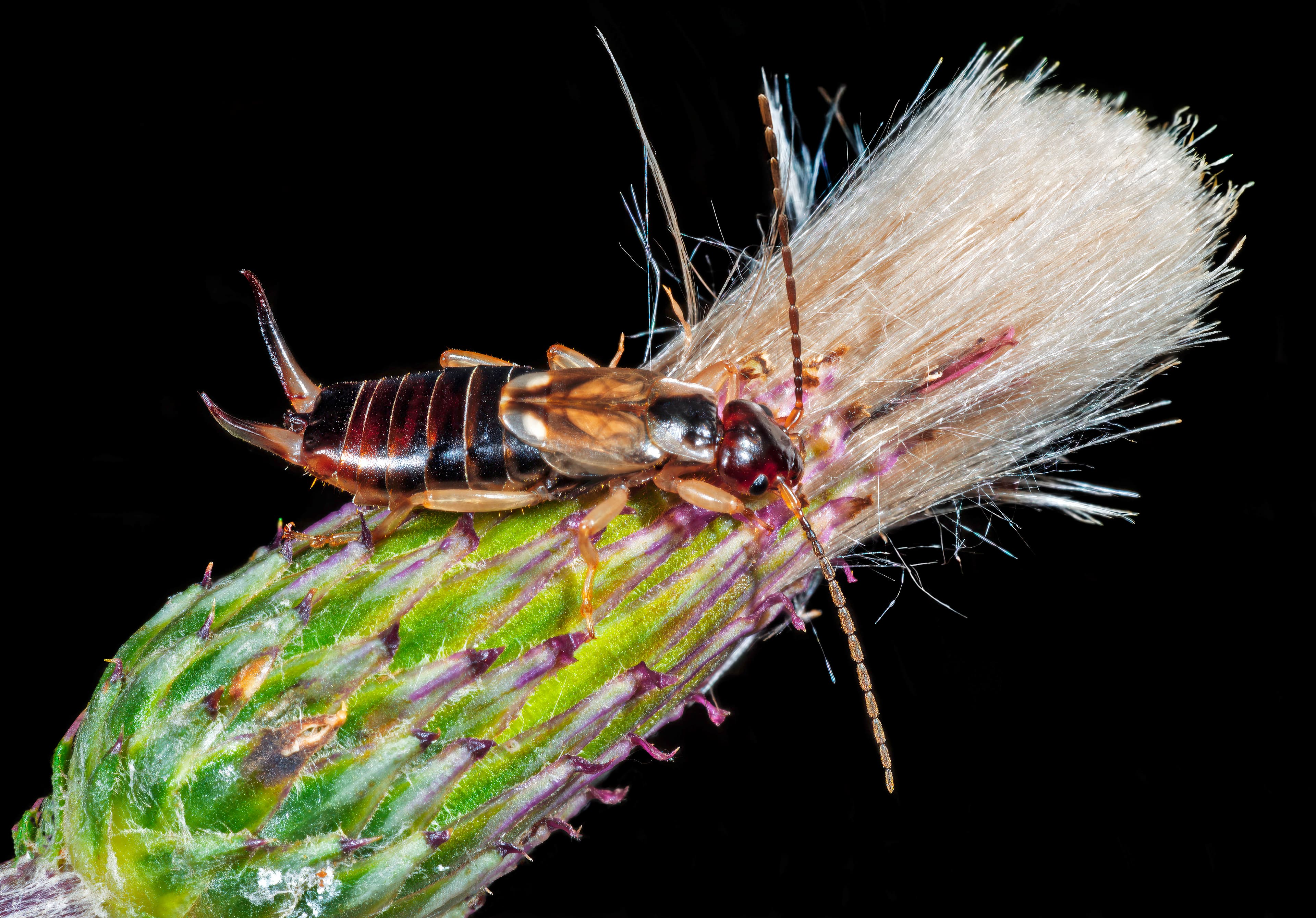 Earwig — identification photo