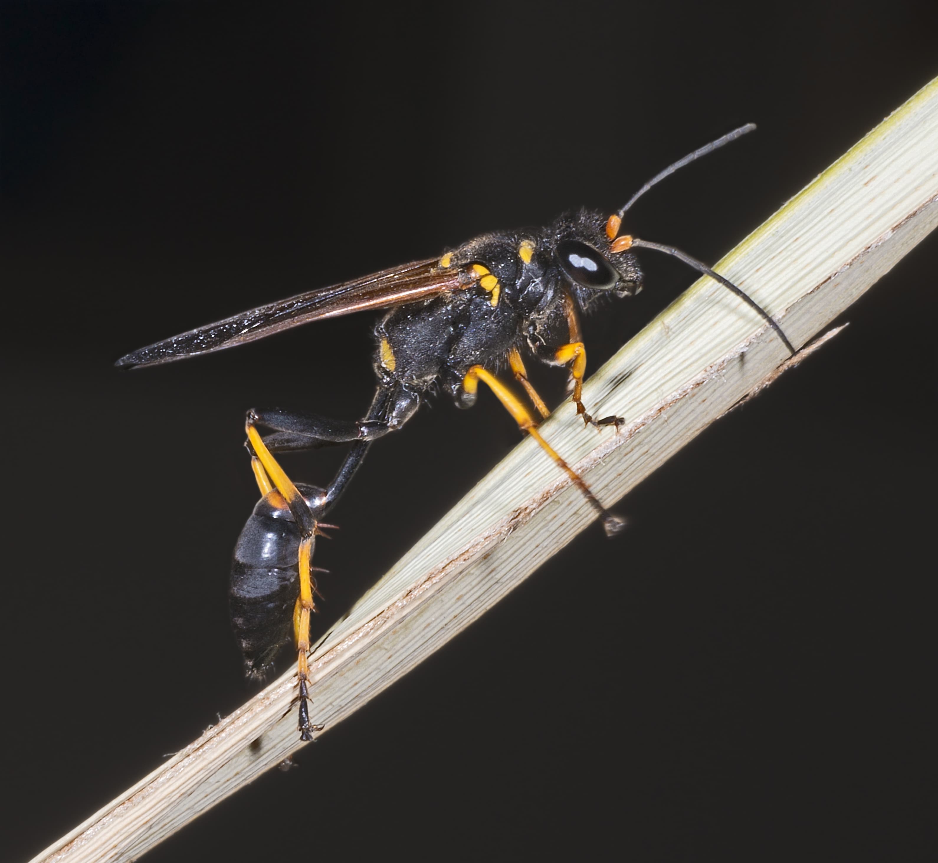 Mud Dauber Wasp — identification photo