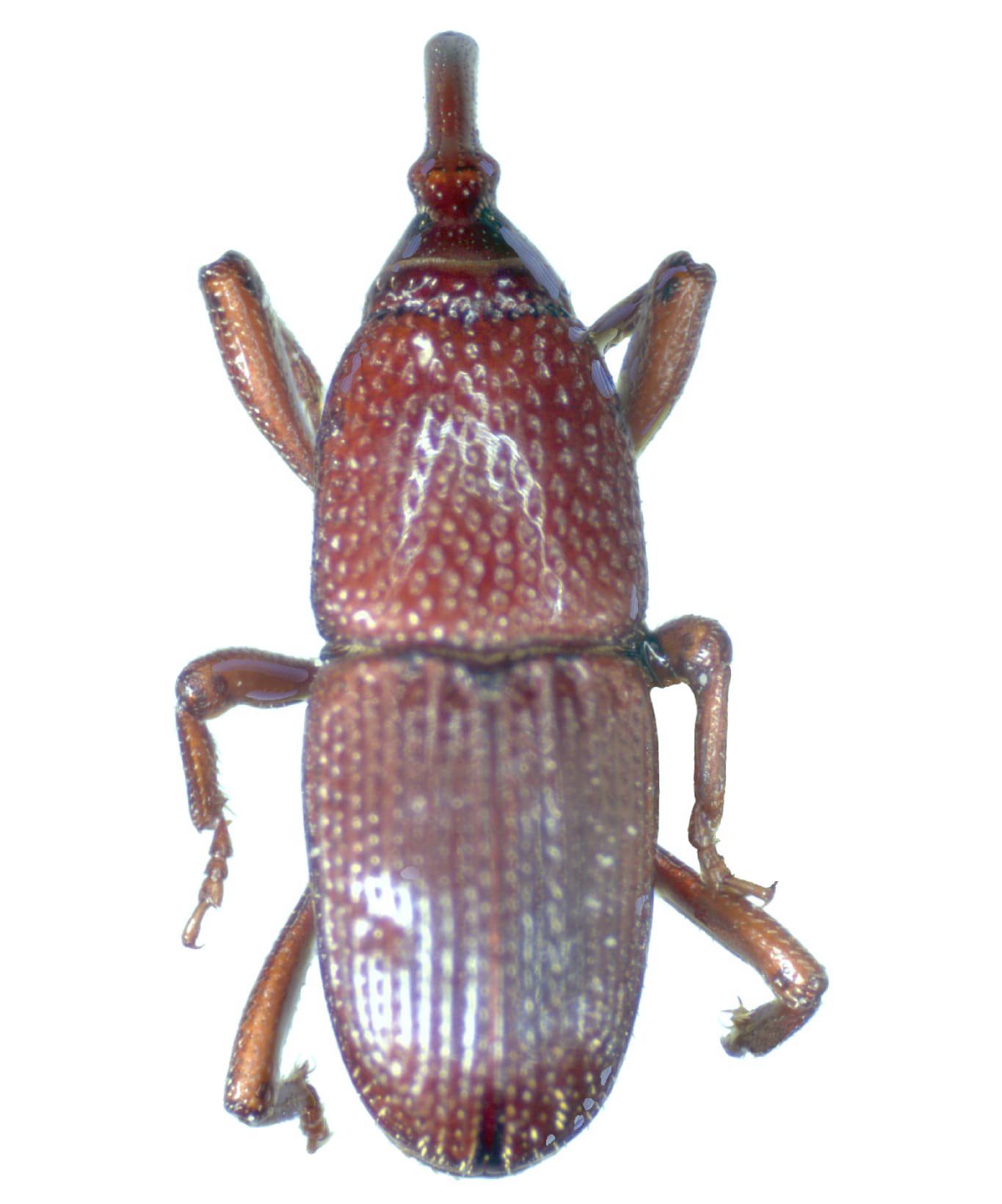 Pantry Weevil — identification photo