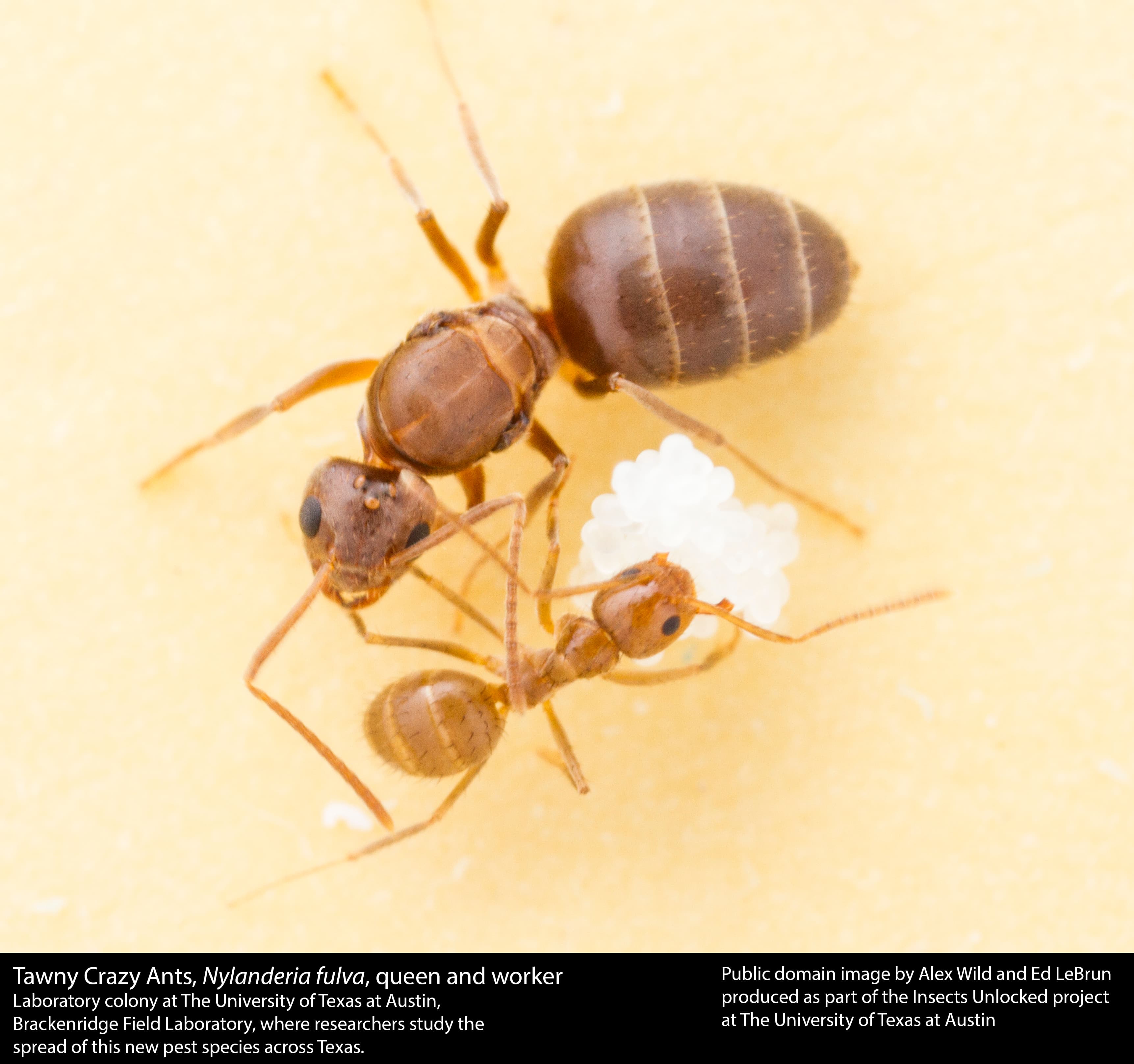 Crazy Ant — identification photo