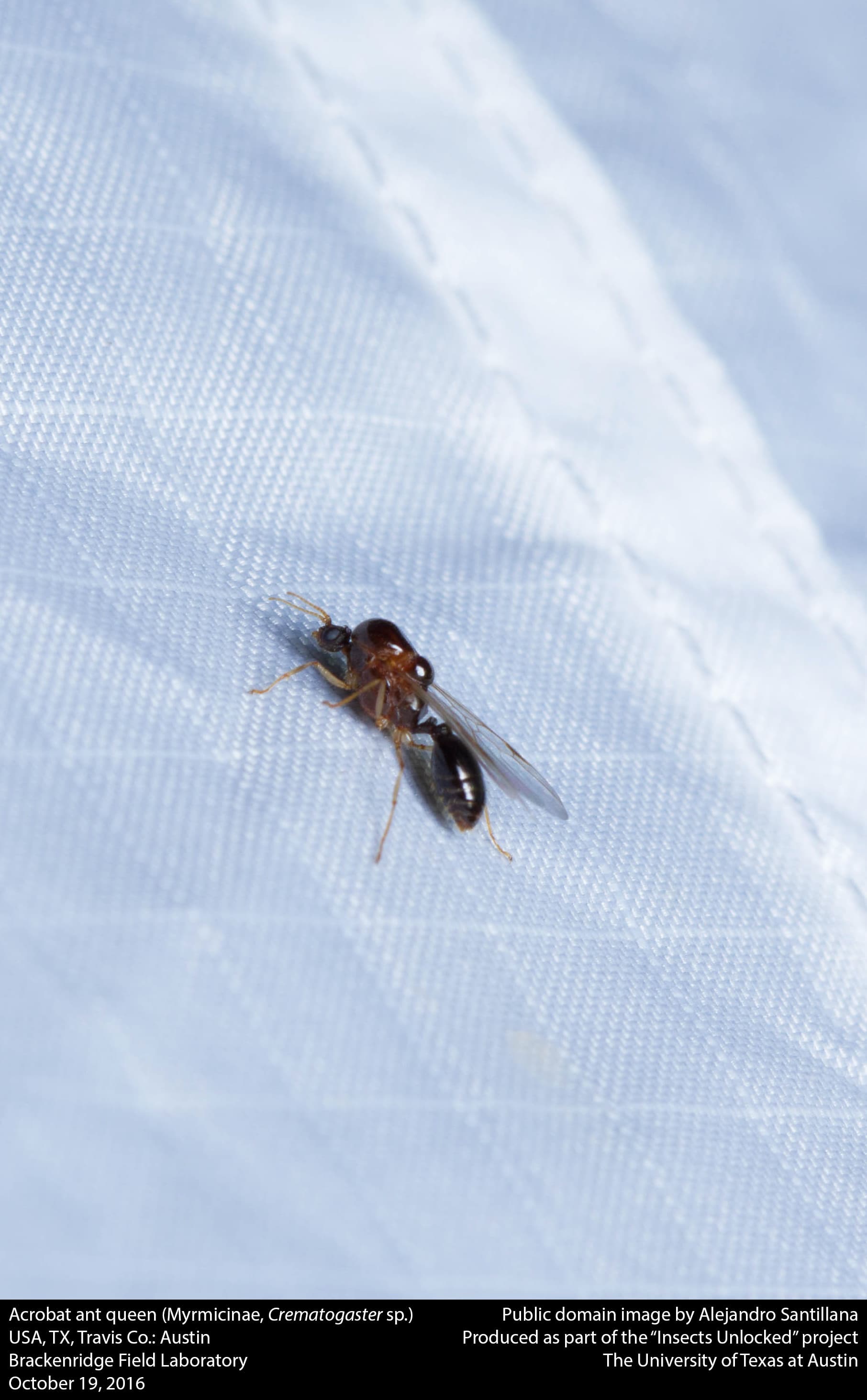 Acrobat Ant — identification photo