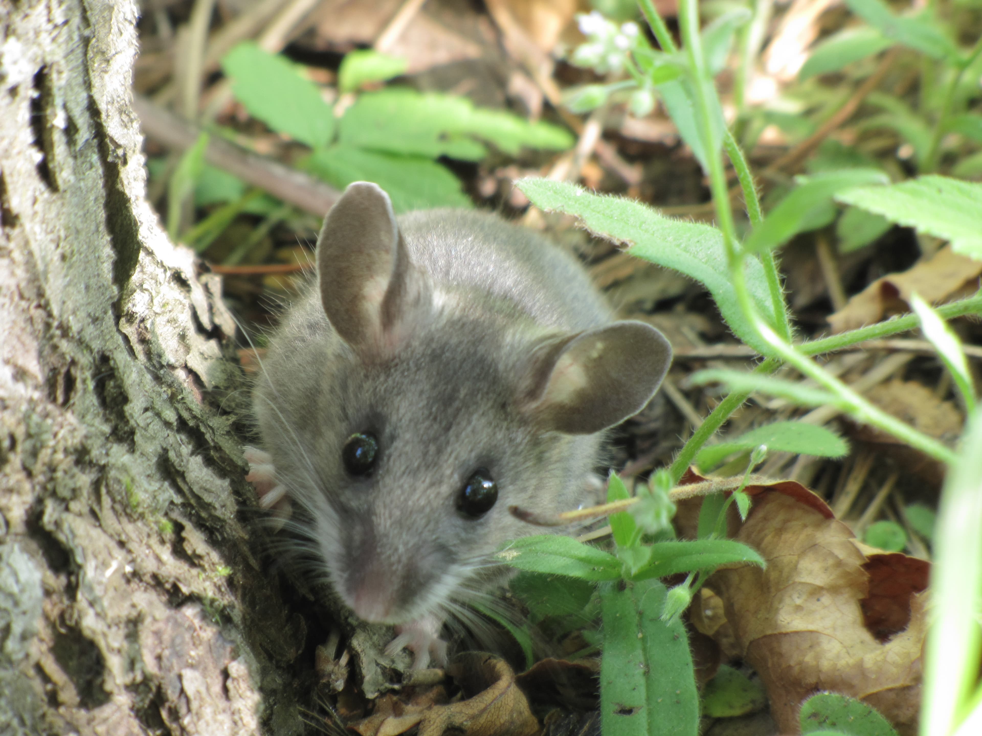 Deer Mouse — identification photo