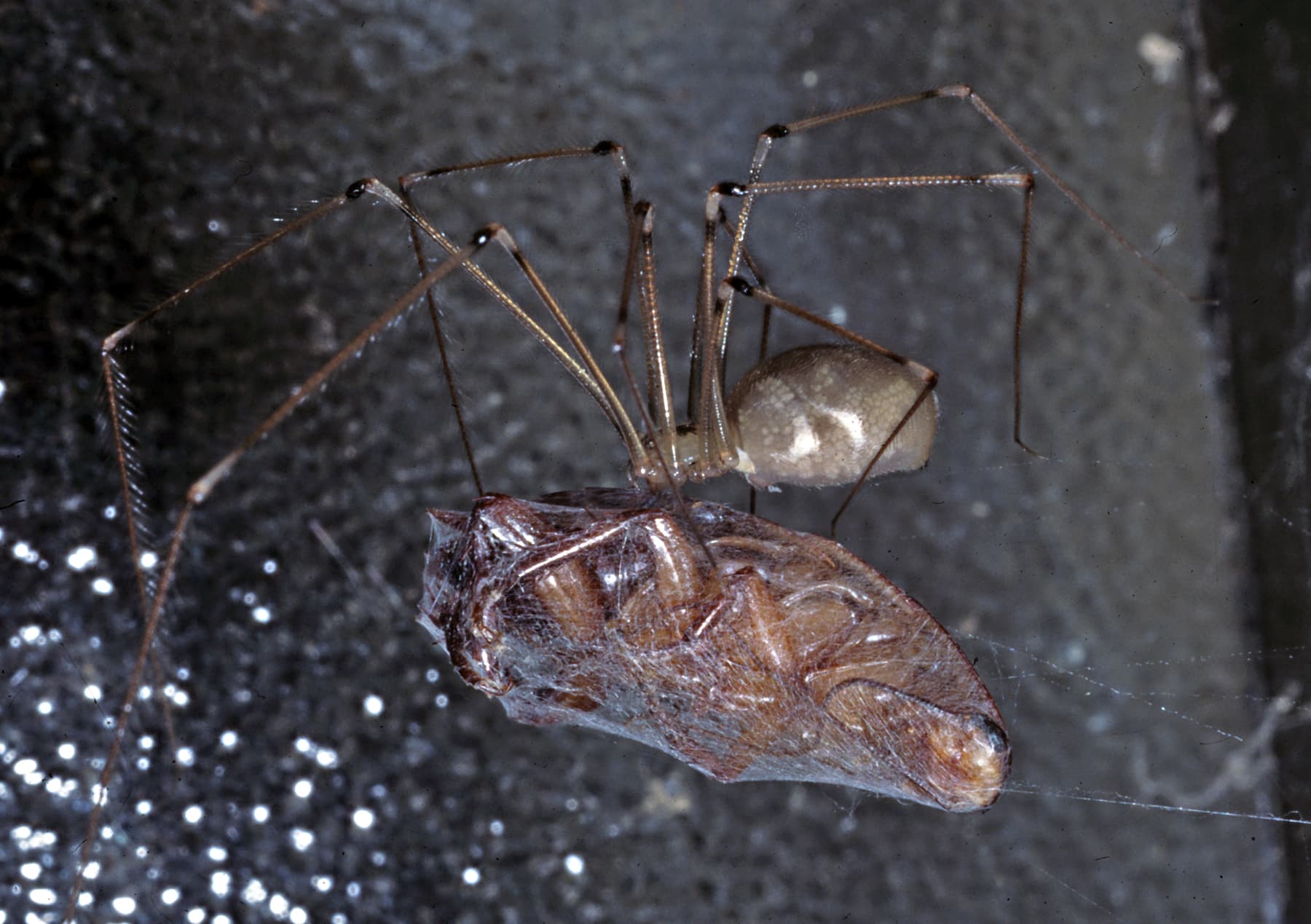 American House Spider — identification photo