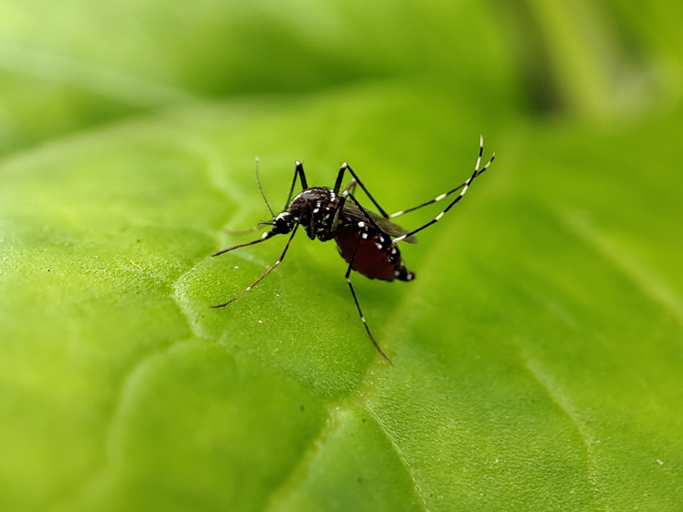 Yellow Fever Mosquito — identification photo