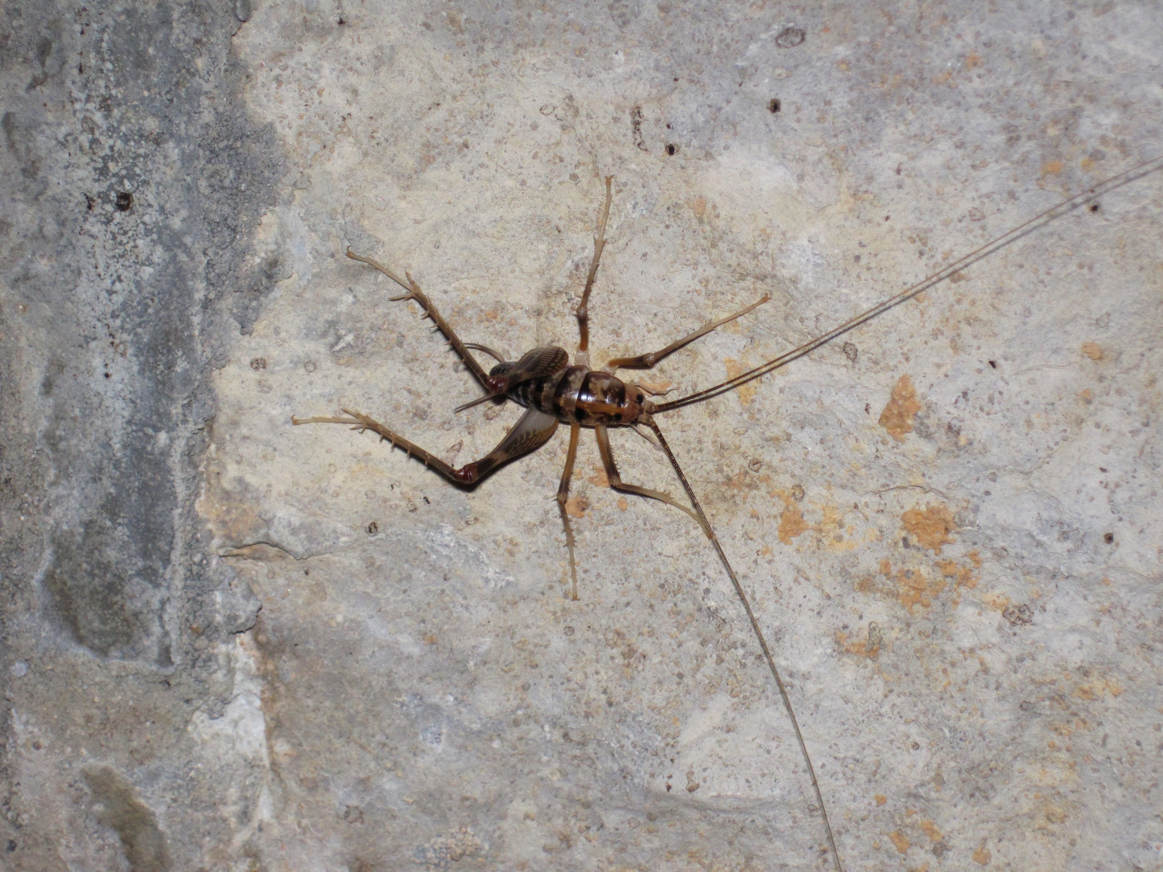 Cave Cricket — identification photo