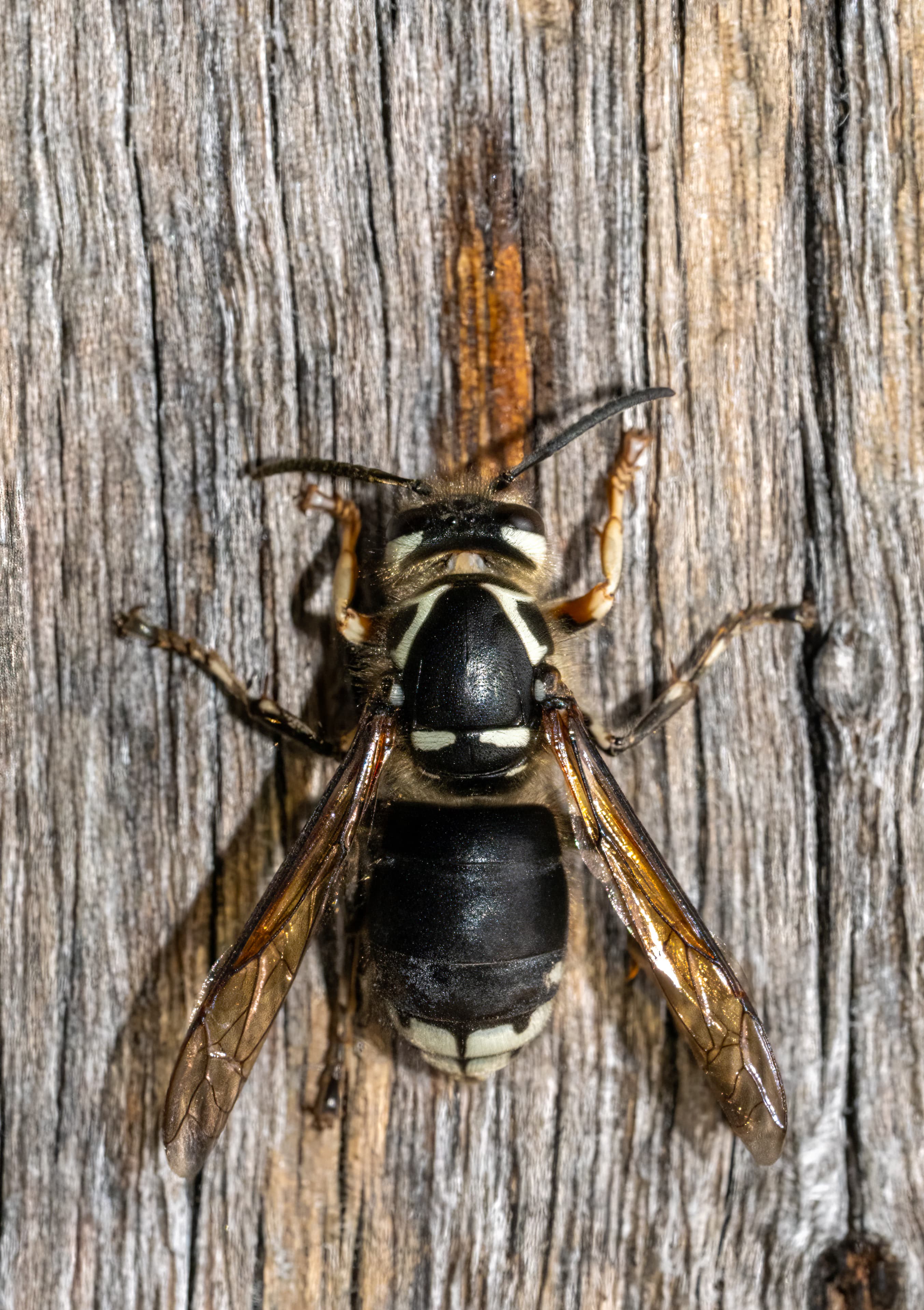 Bald-Faced Hornet — identification photo