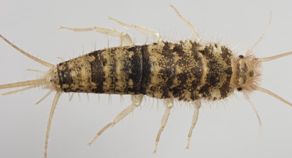 Firebrat — identification photo