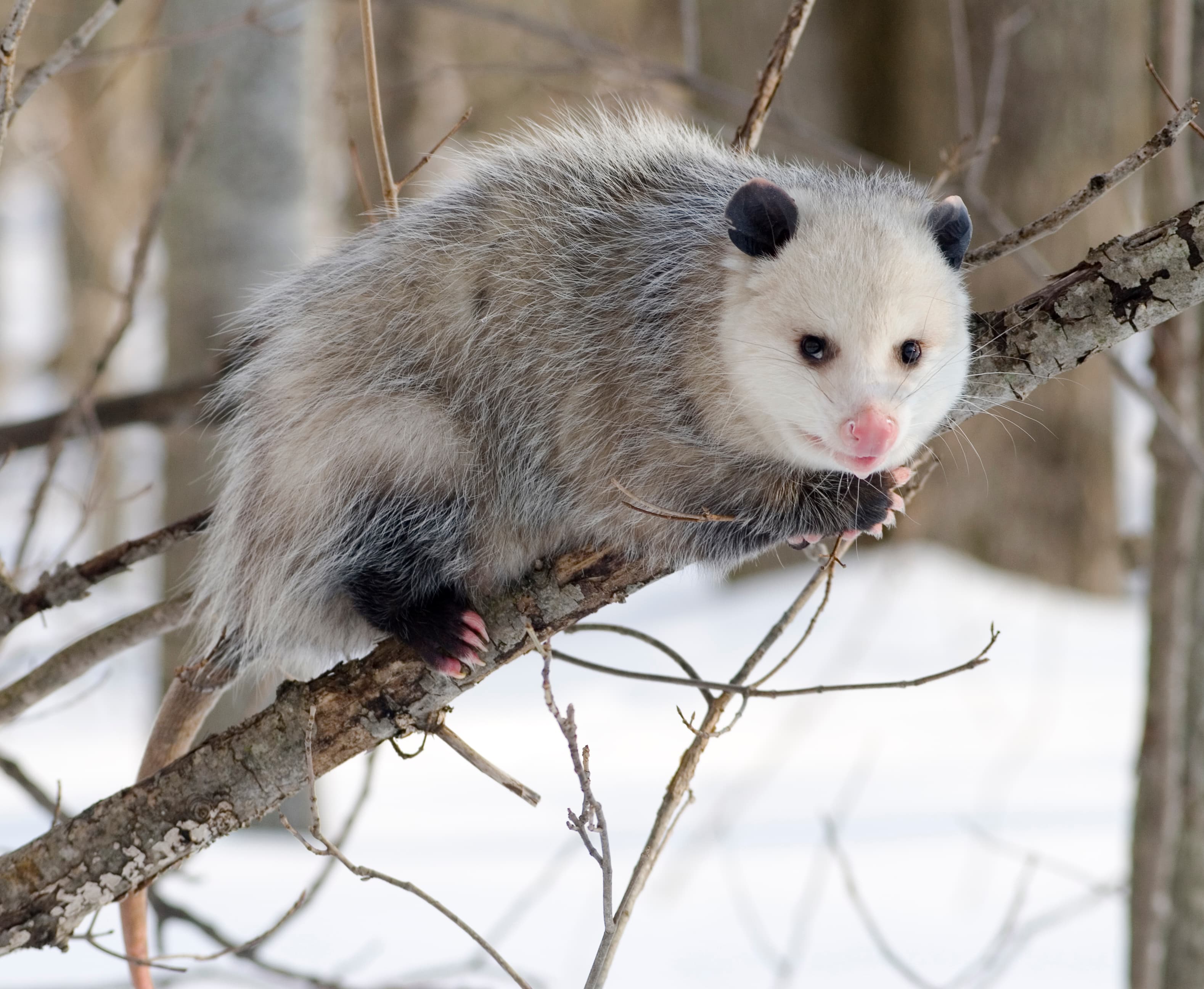 Opossum — identification photo
