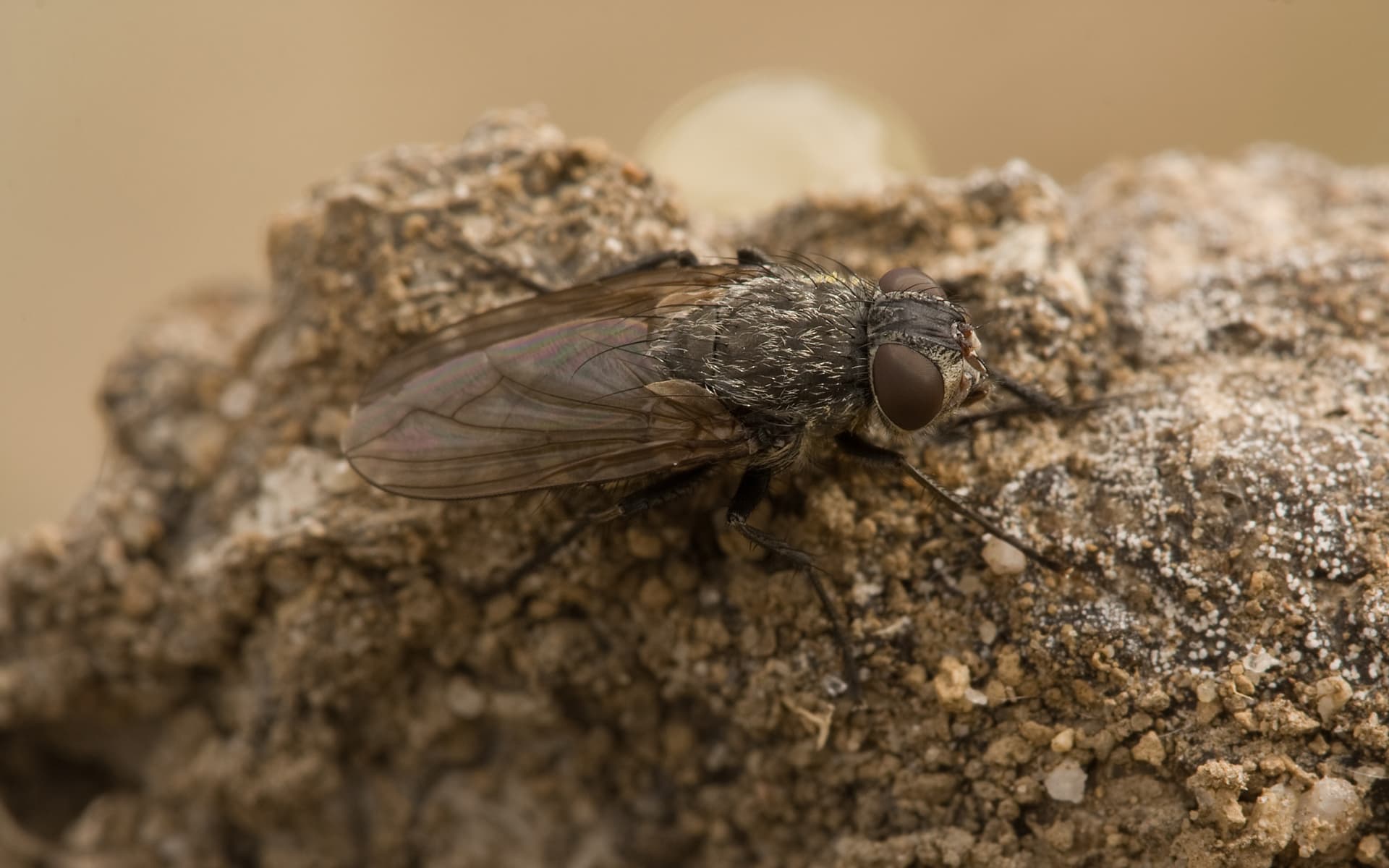 Cluster Fly — identification photo