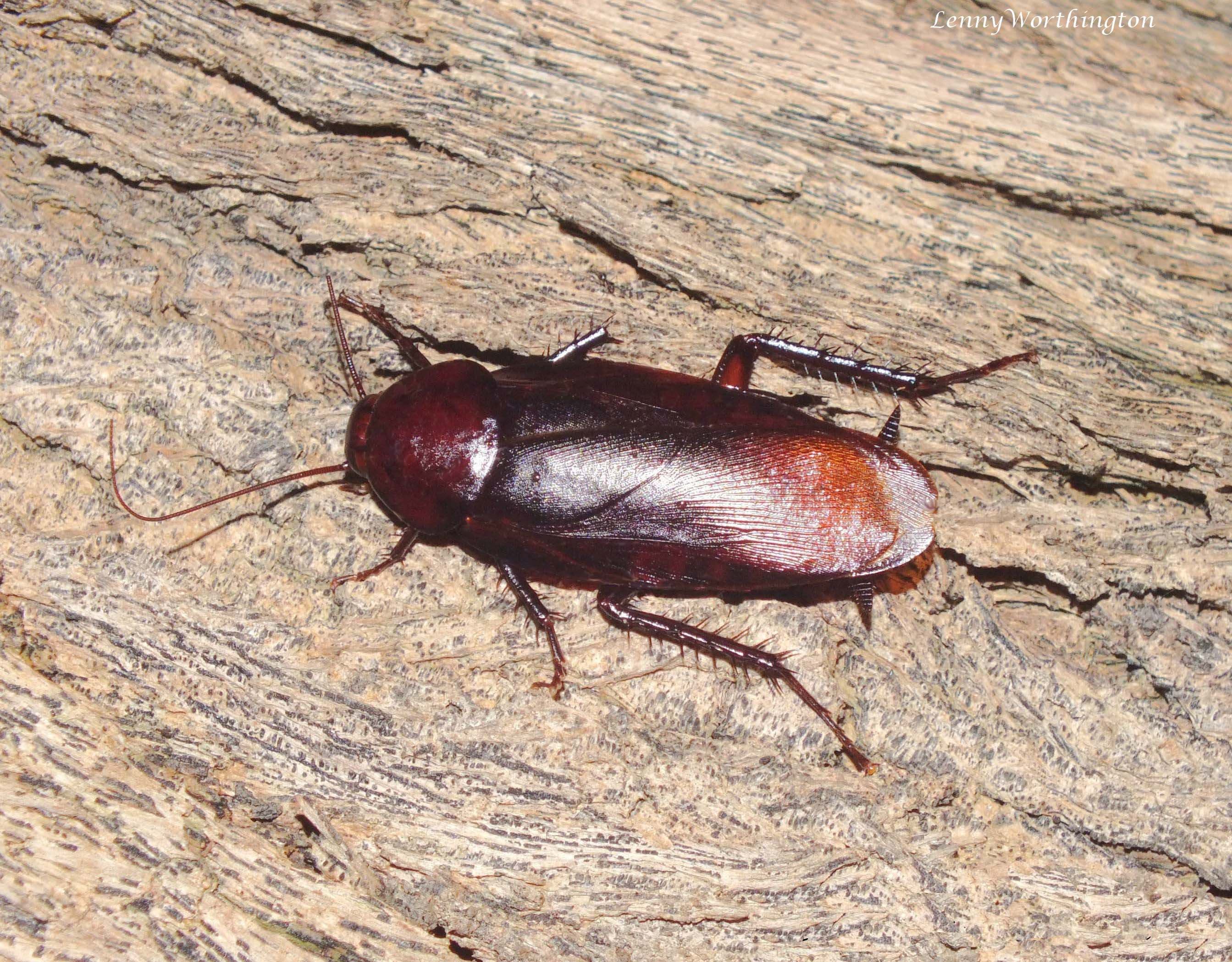 Smoky Brown Cockroach — identification photo