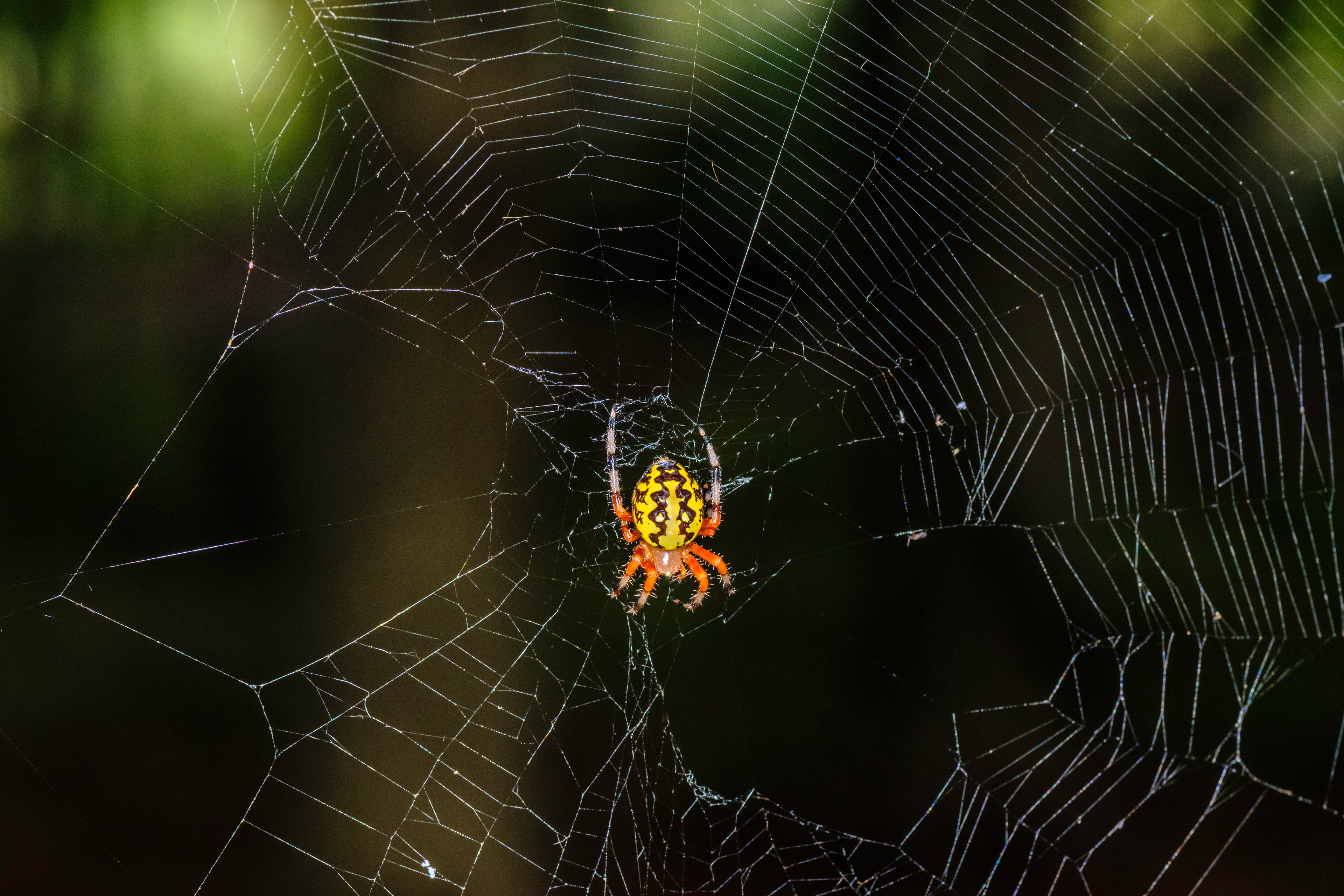 Orb Weaver Spider — identification photo