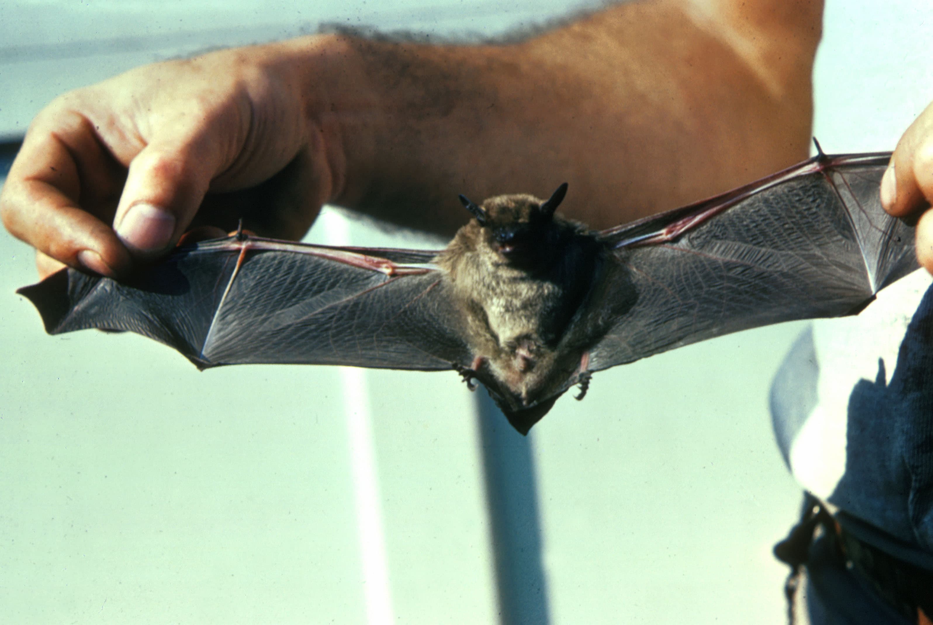 Bat — identification photo