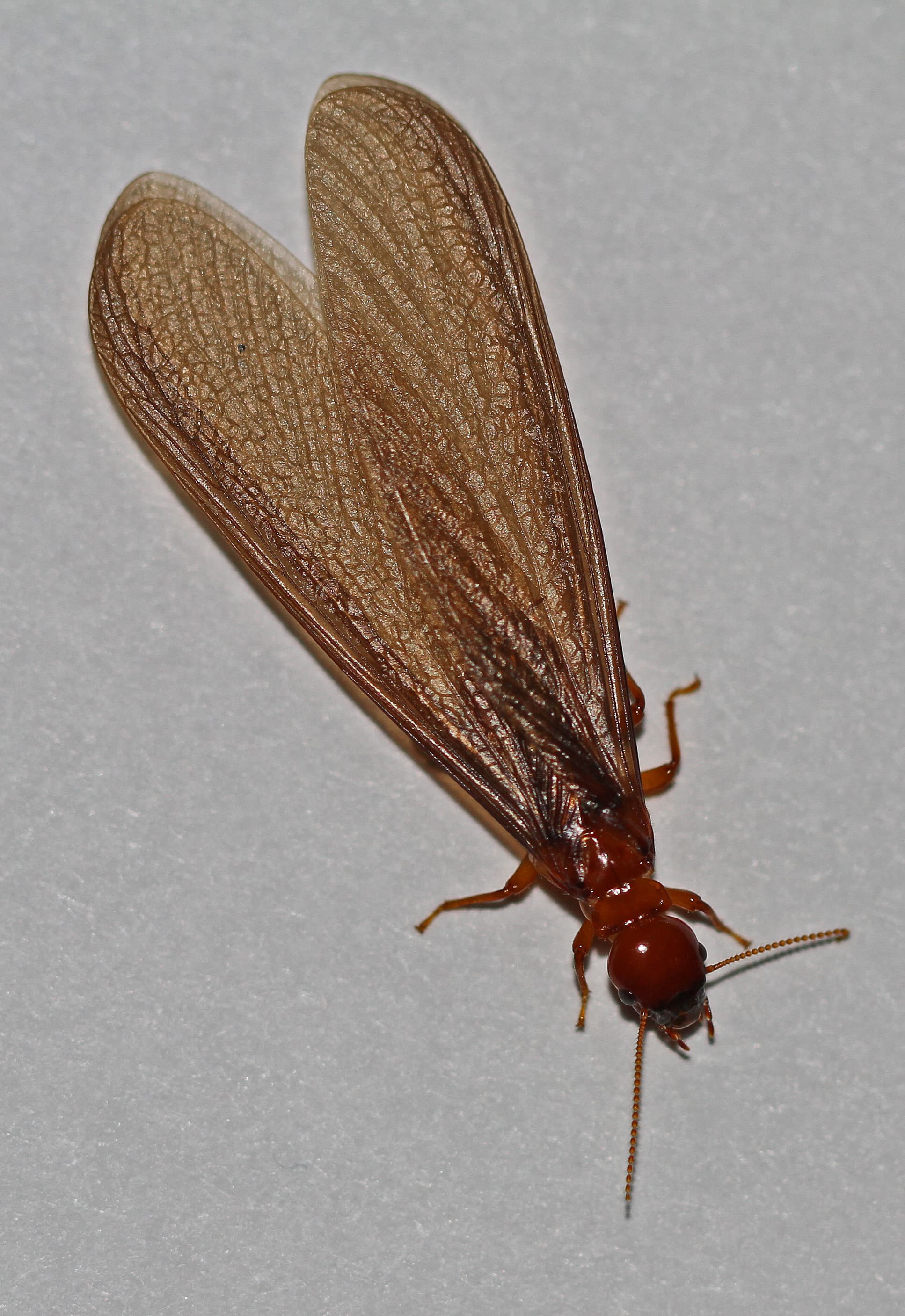 Dampwood Termite — identification photo