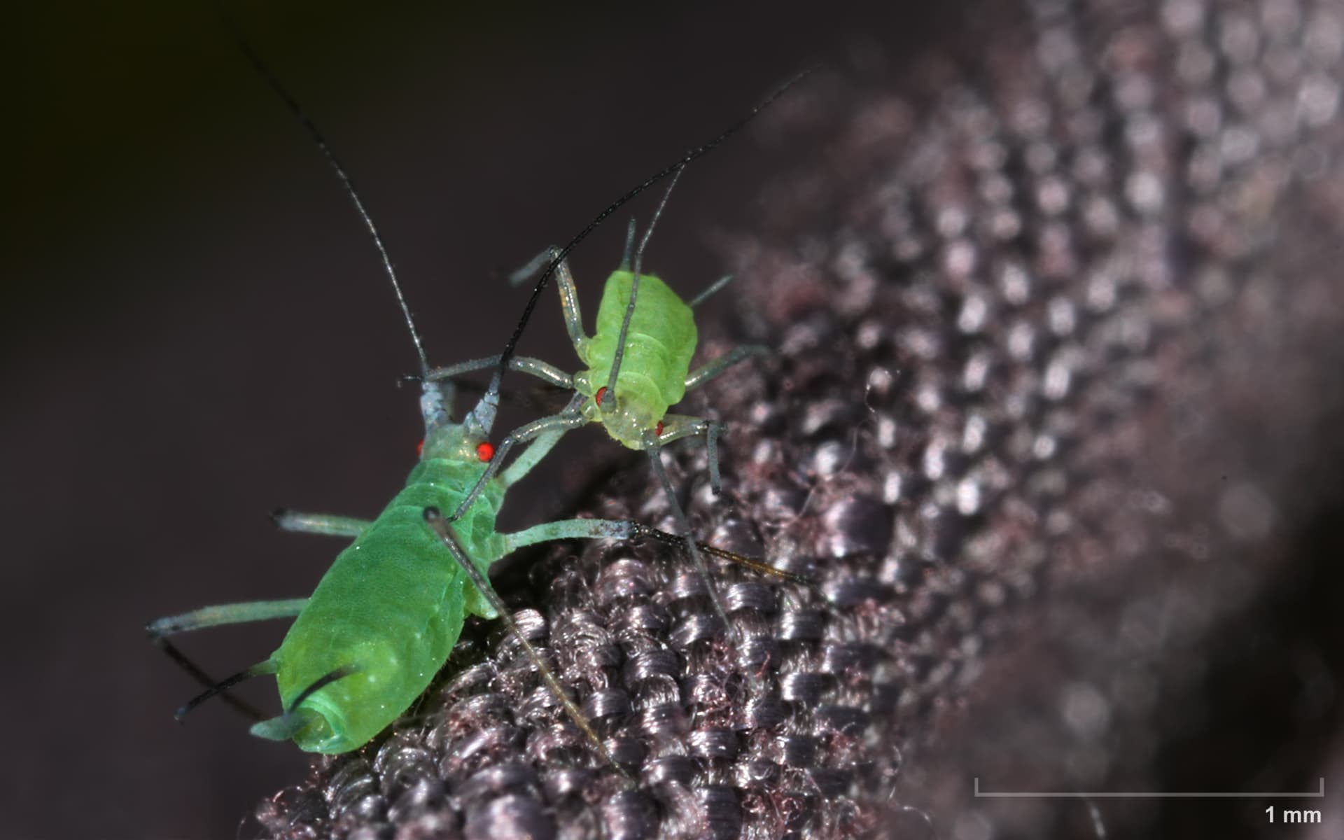 Aphid — identification photo