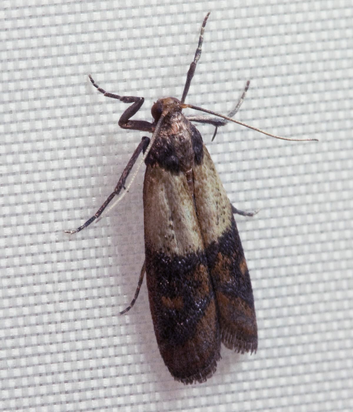 Pantry Moth — identification photo