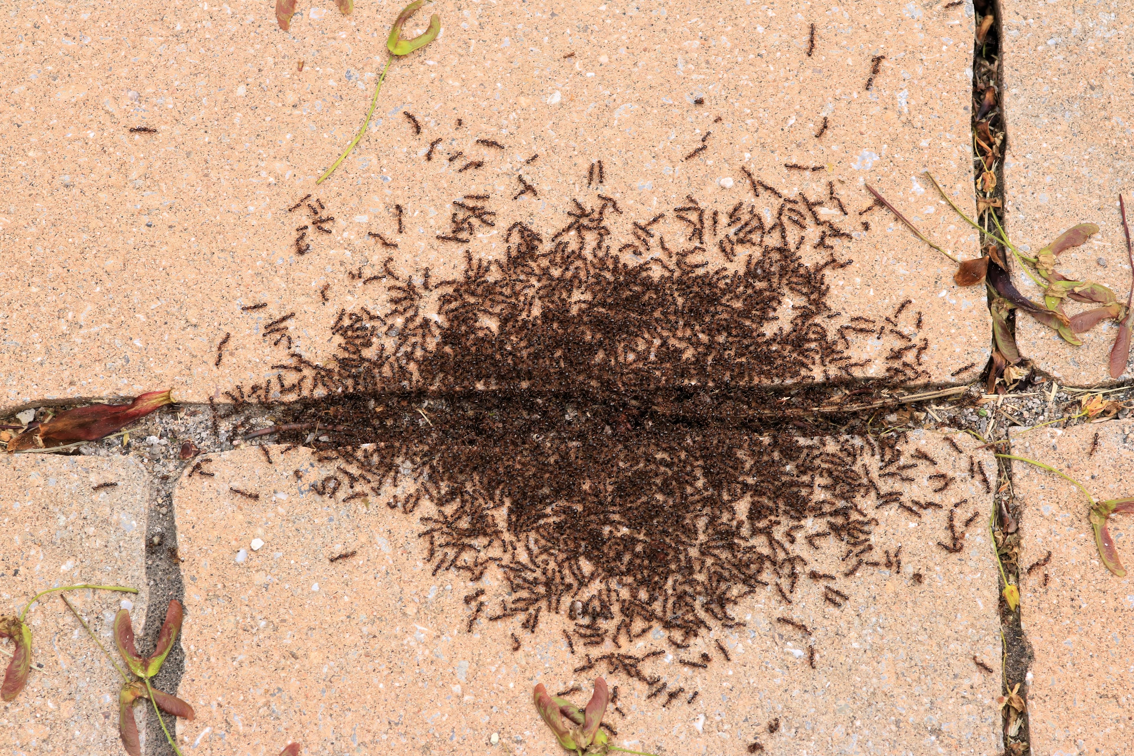 Pavement Ant — identification photo
