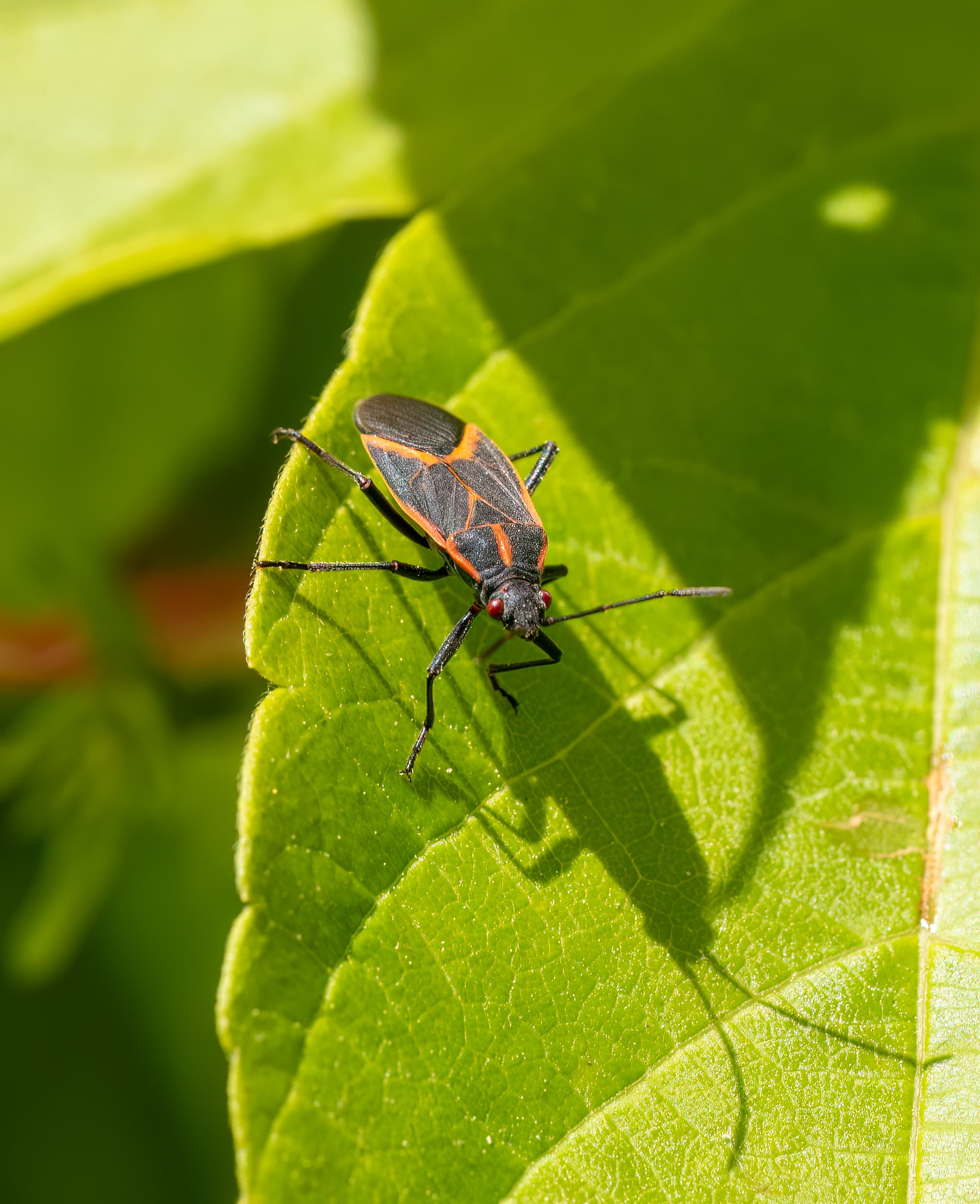 Boxelder Bug — identification photo