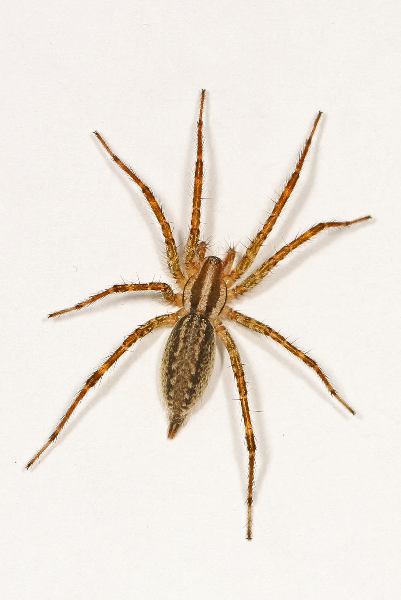 Grass Spider — identification photo