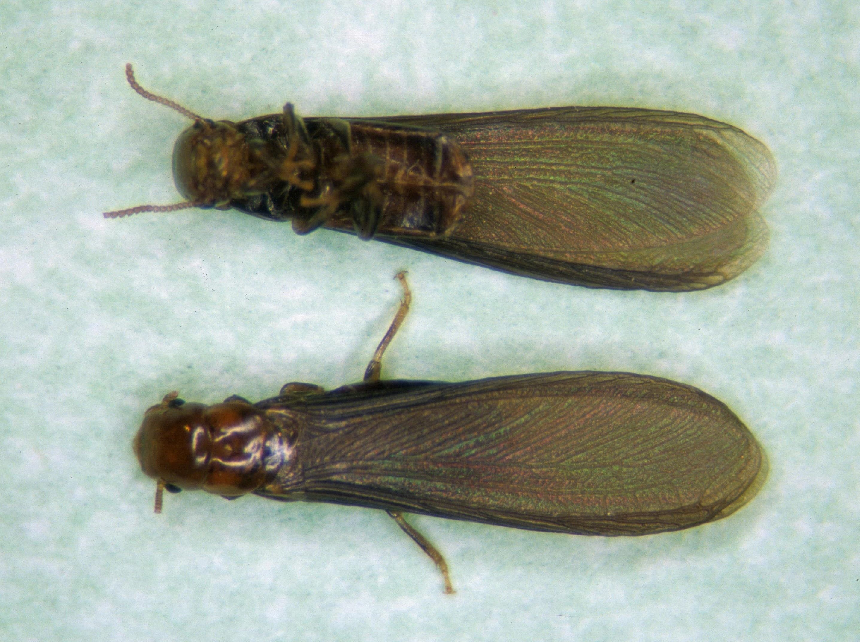 Drywood Termite — identification photo