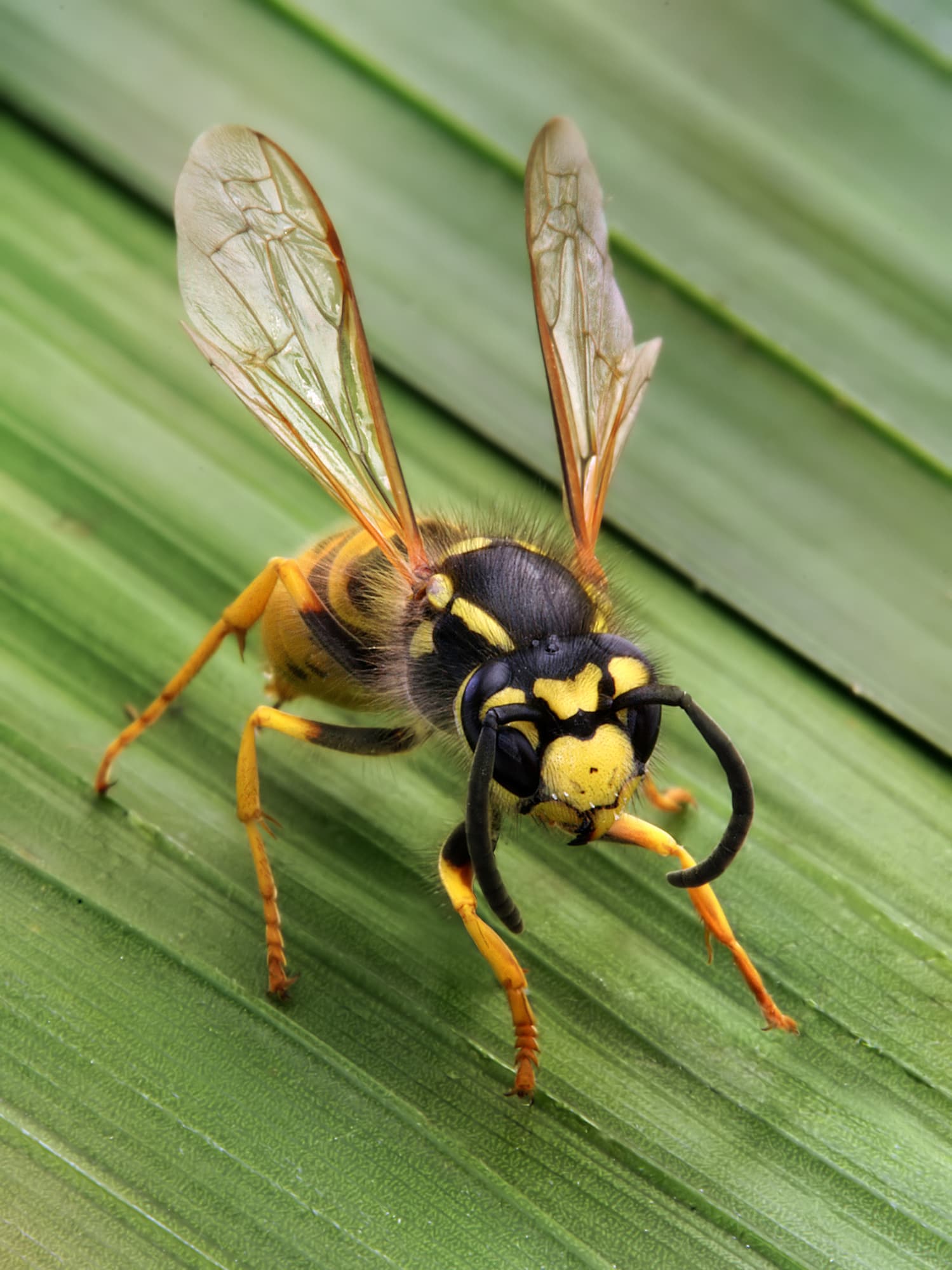 Yellowjacket — identification photo