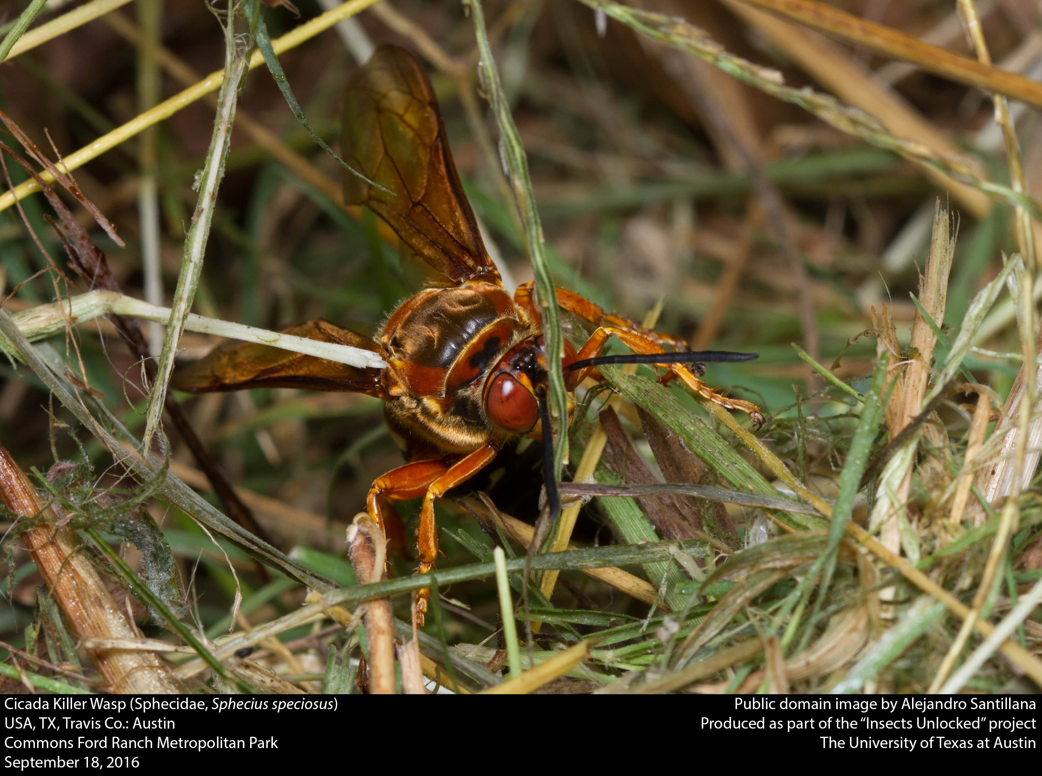 Cicada Killer Wasp — identification photo