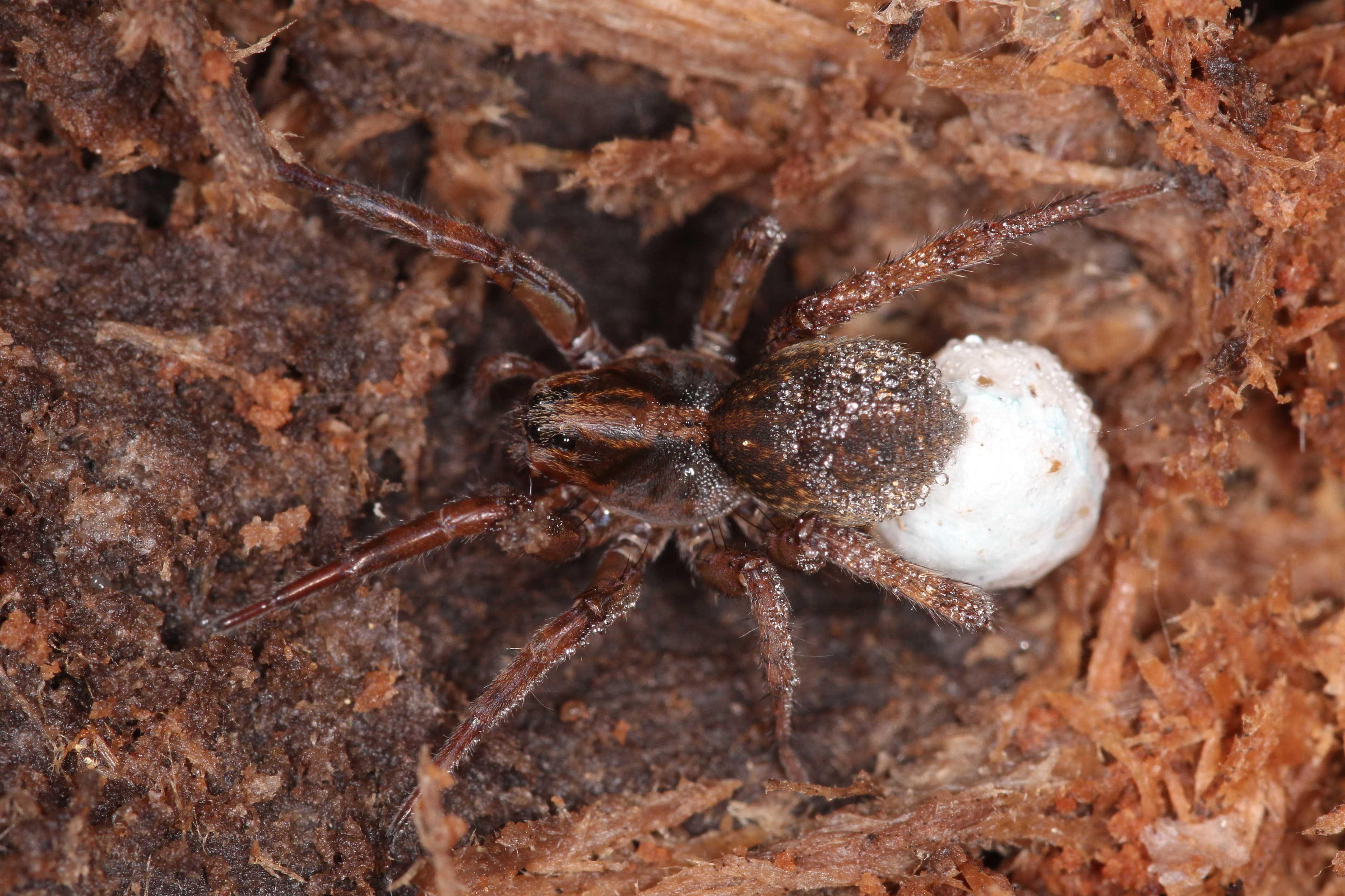 Wolf Spider — identification photo