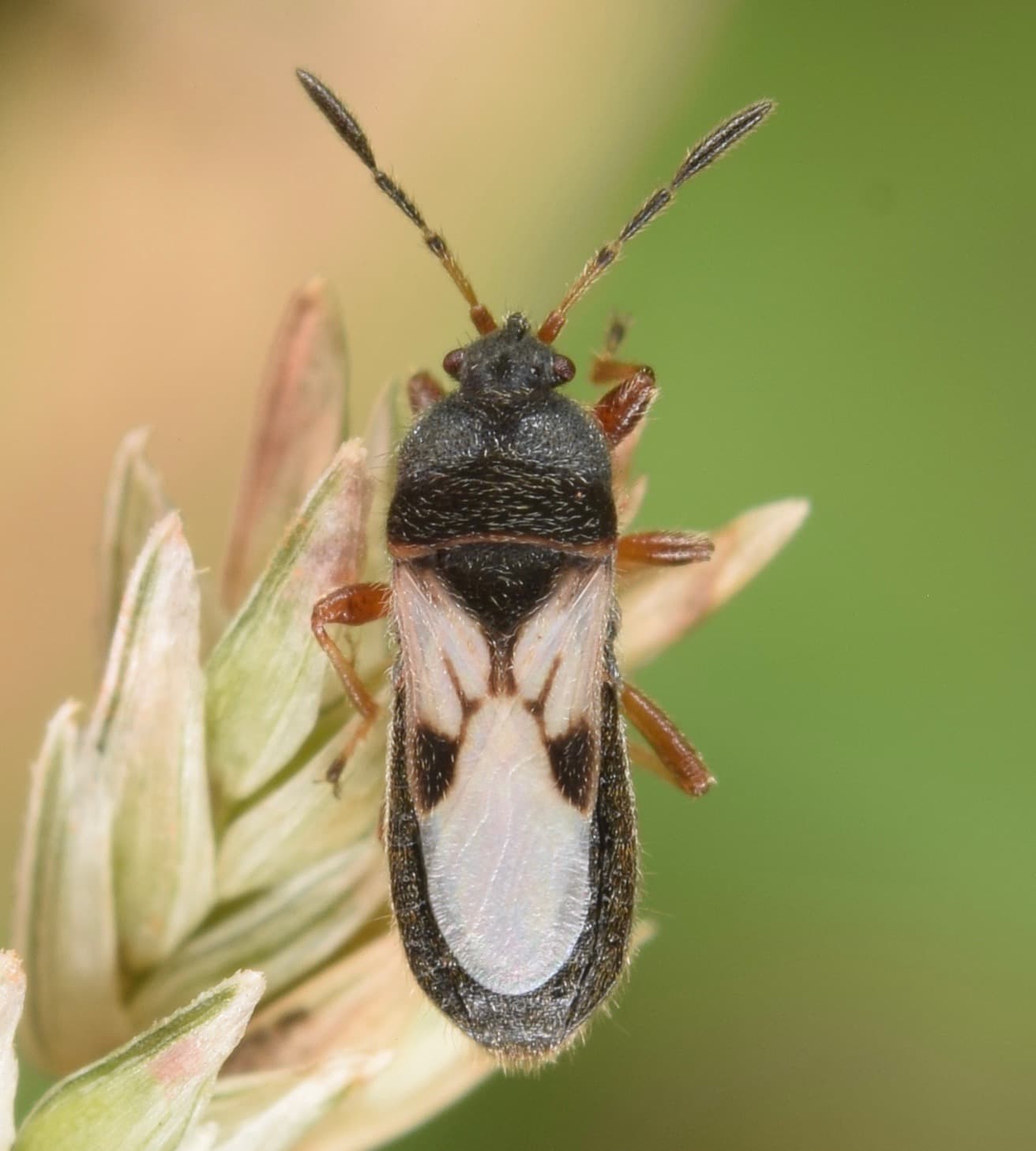 Chinch Bug — identification photo