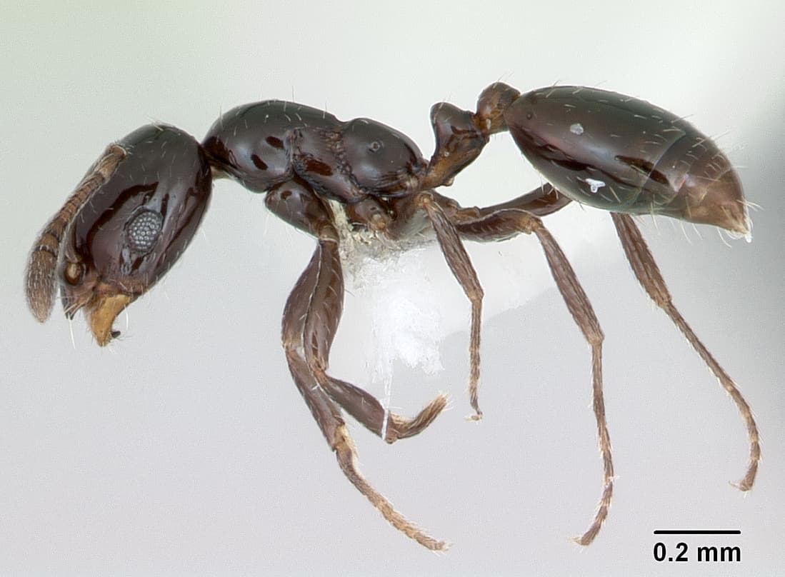Little Black Ant — identification photo