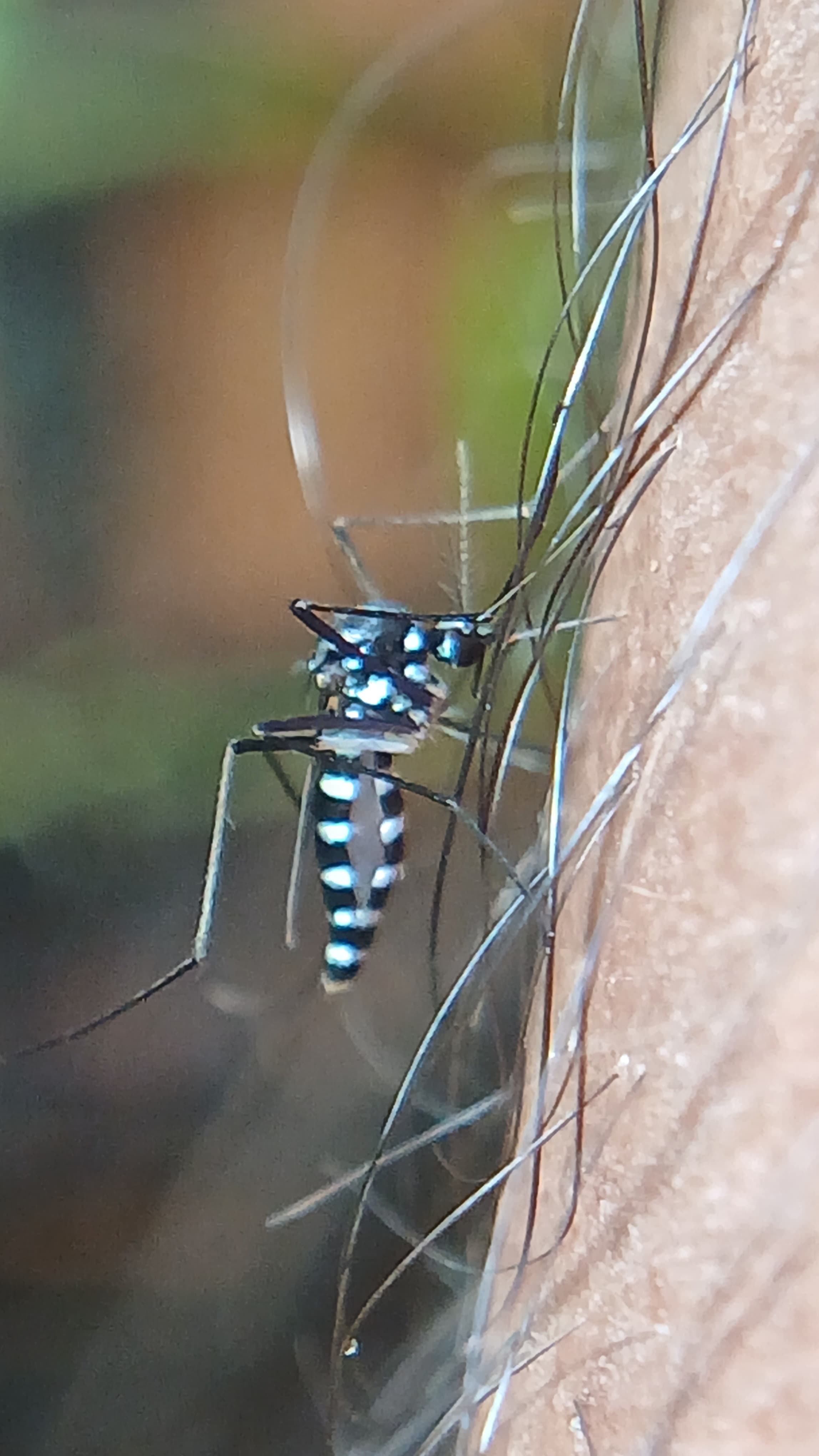 Asian Tiger Mosquito — identification photo