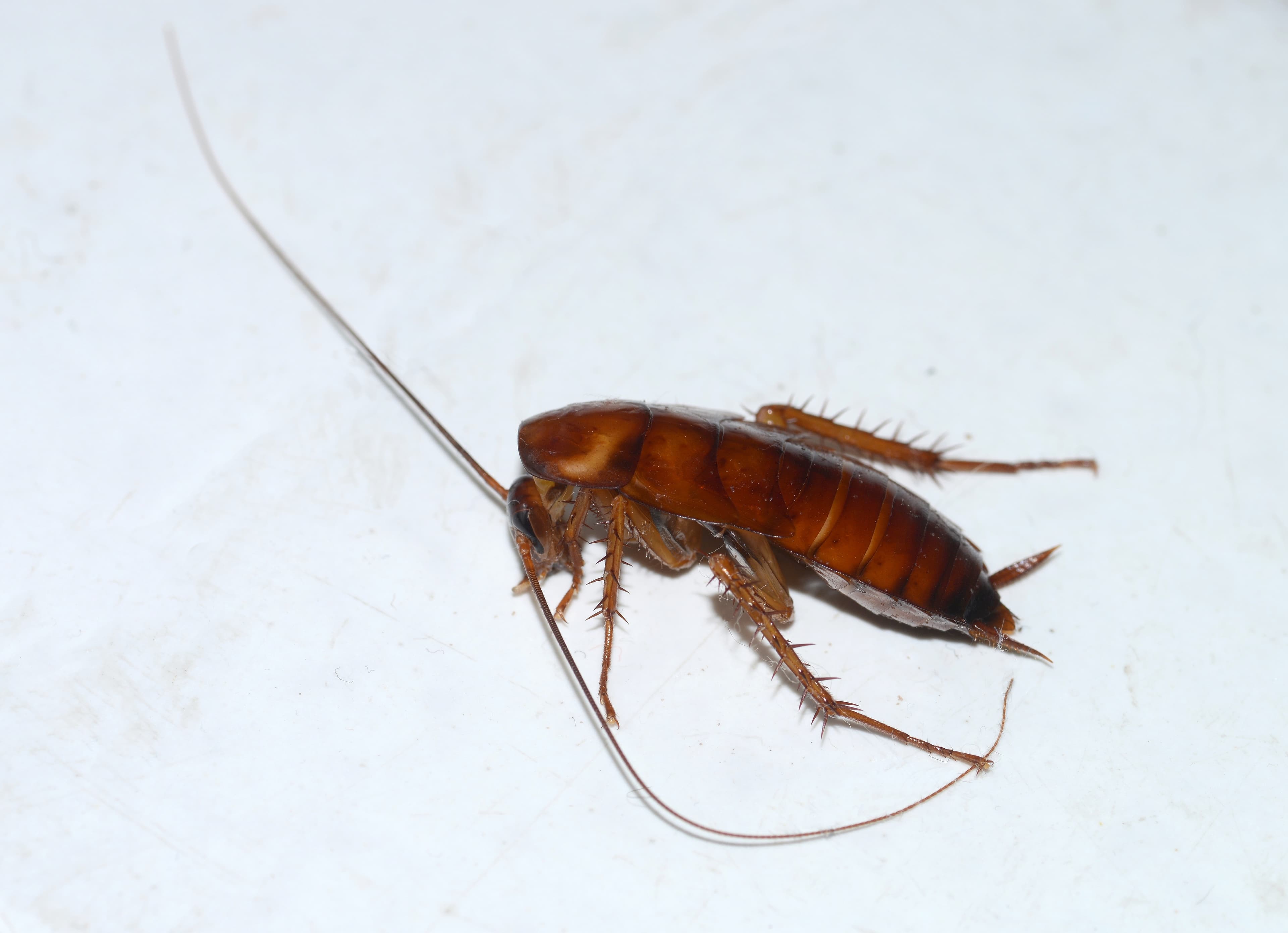American Cockroach — identification photo
