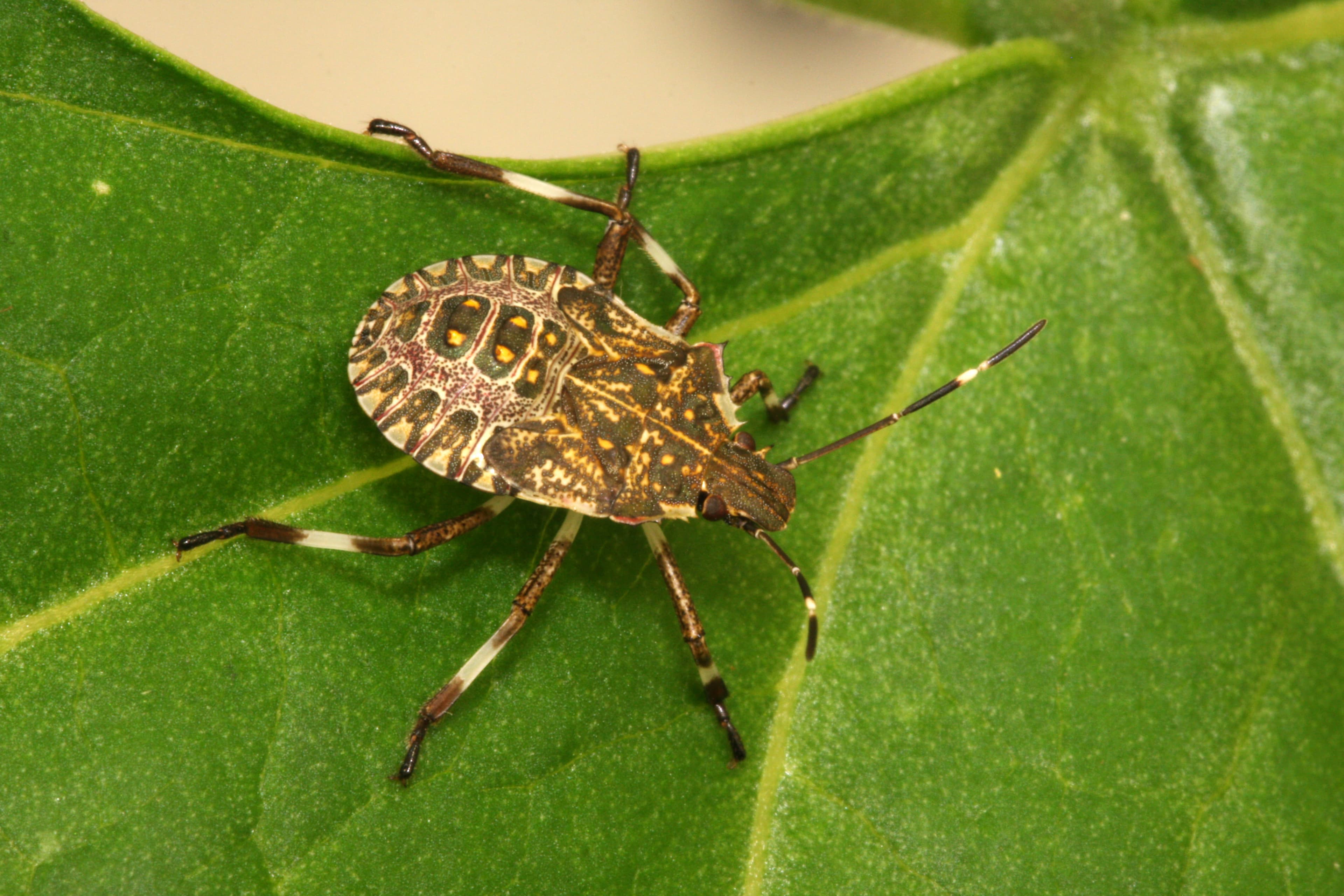 Stink Bug — identification photo