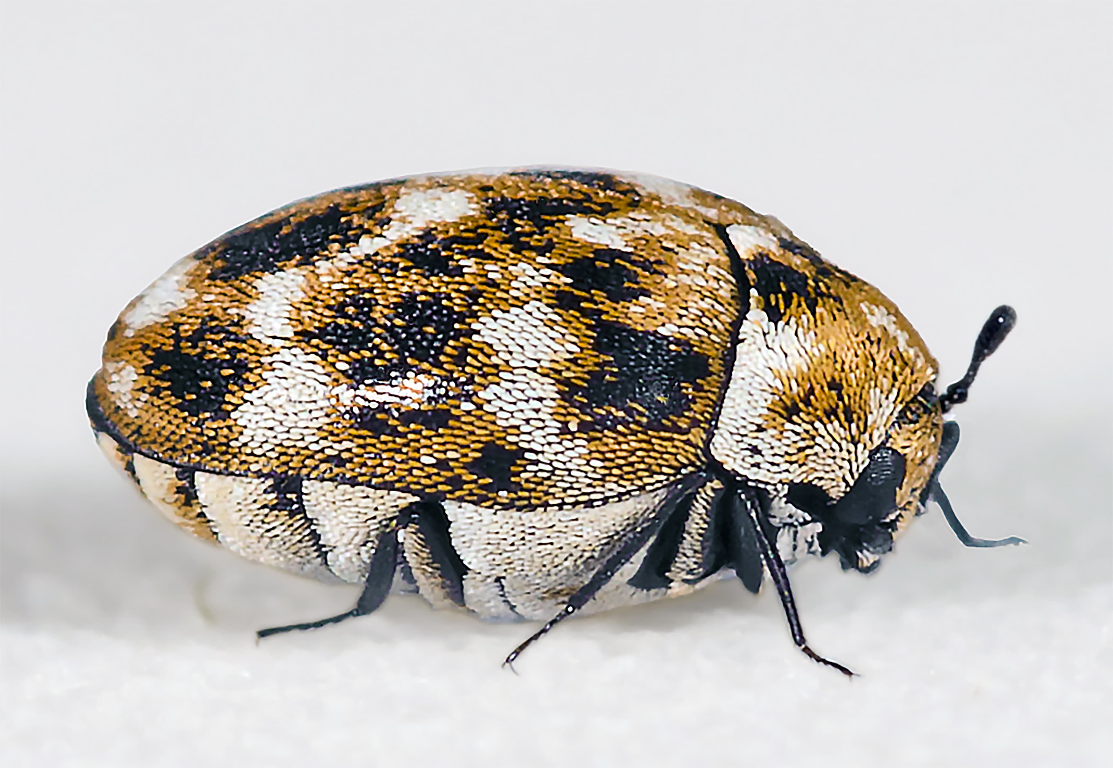 Carpet Beetle — identification photo