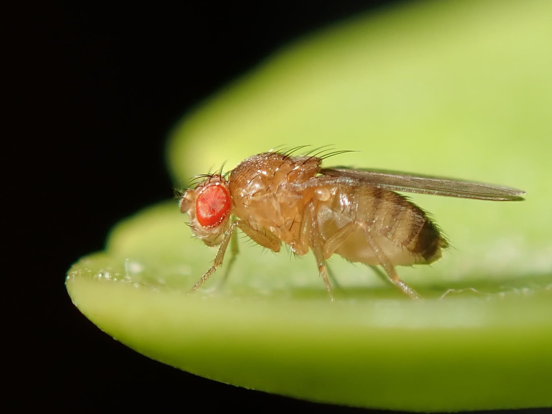 Fruit Fly — identification photo