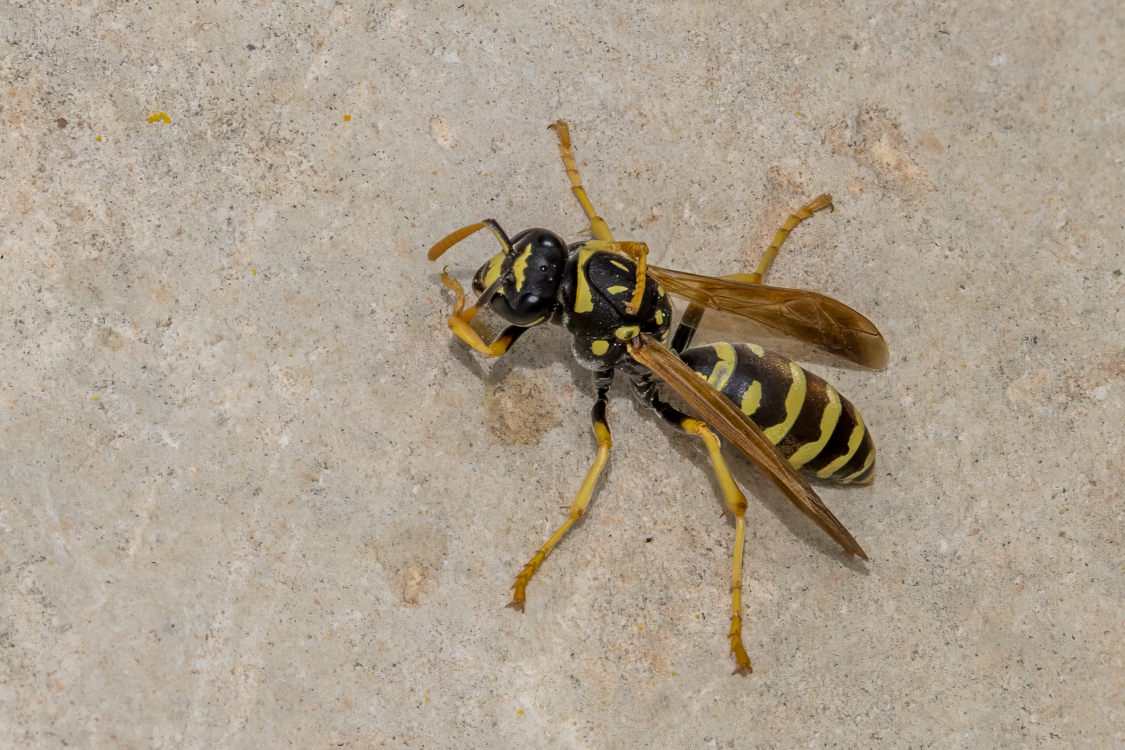 Paper Wasp — identification photo