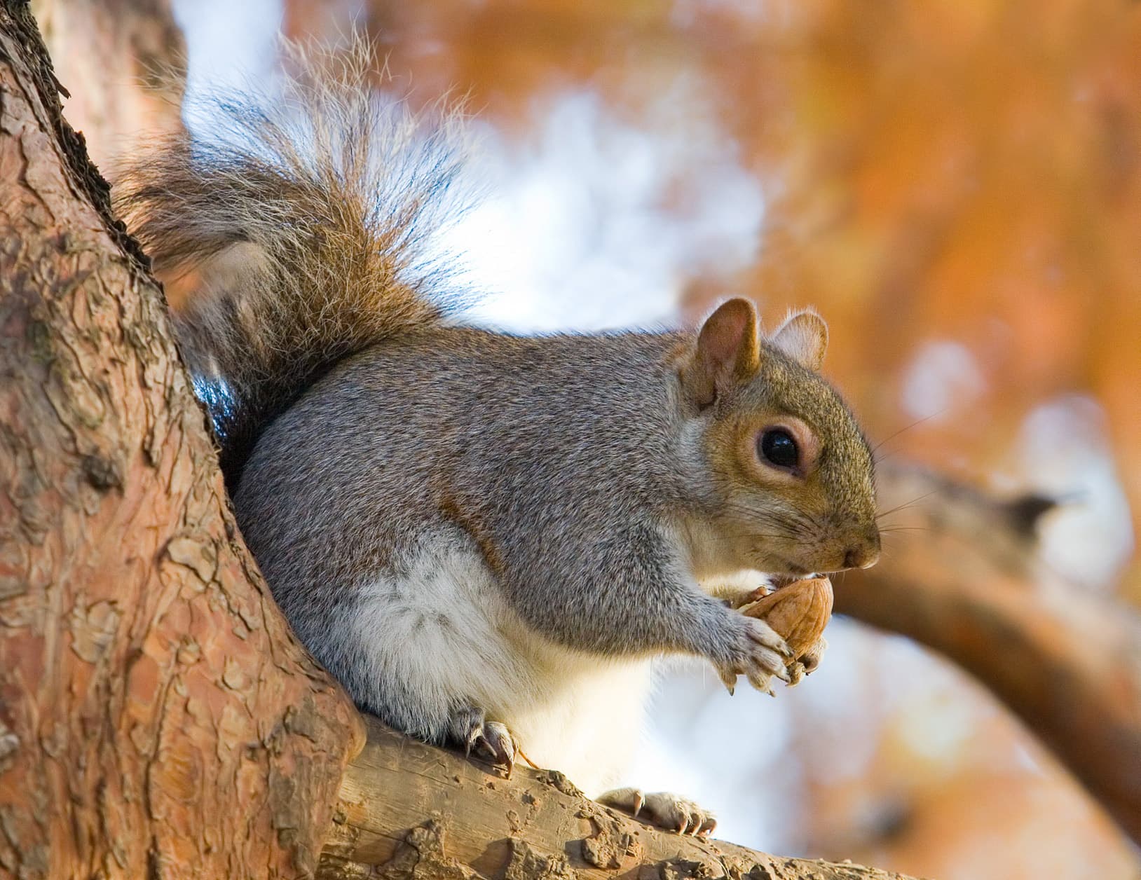 Eastern Gray Squirrel — identification photo
