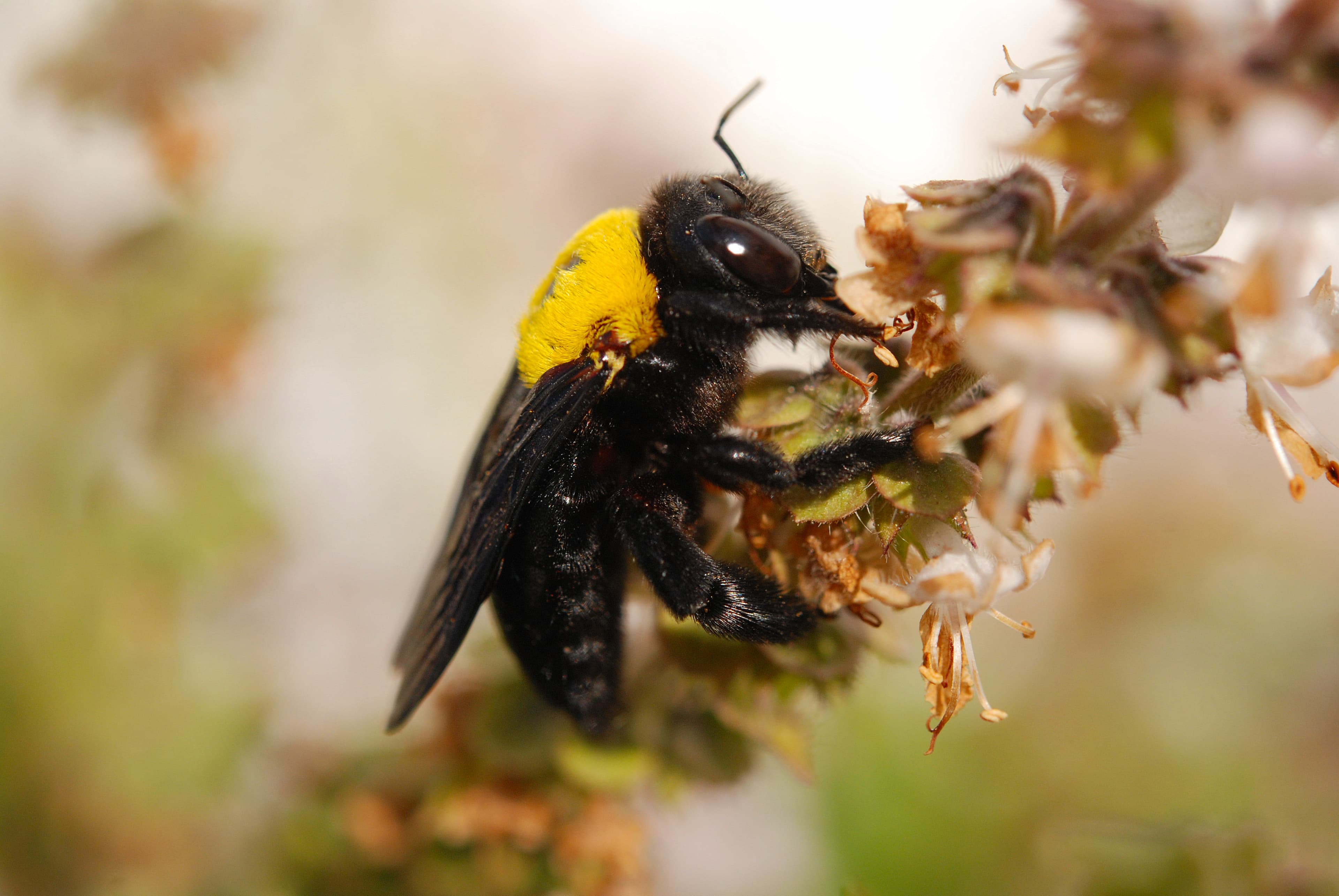 Carpenter Bee — identification photo