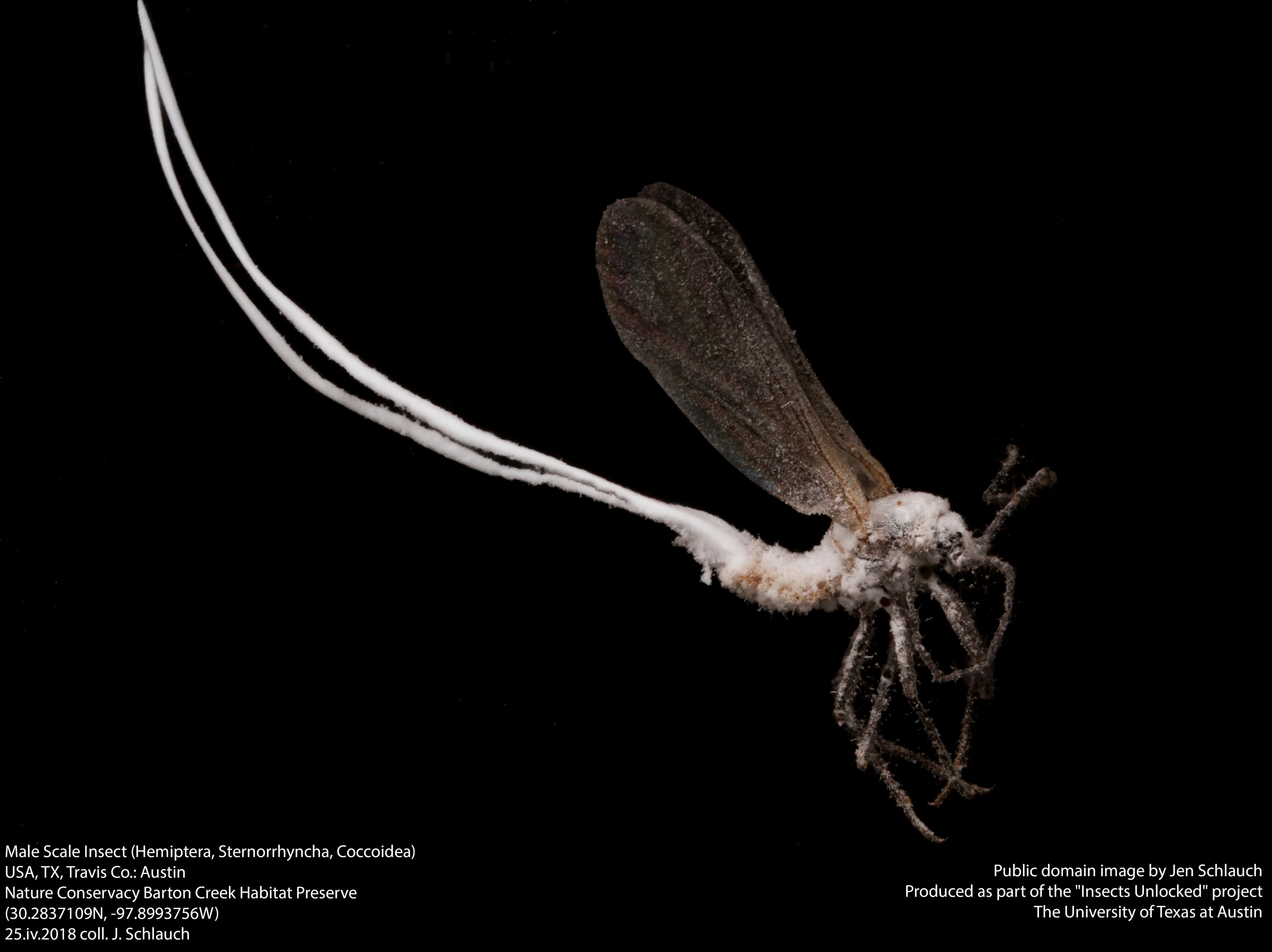 Scale Insect — identification photo