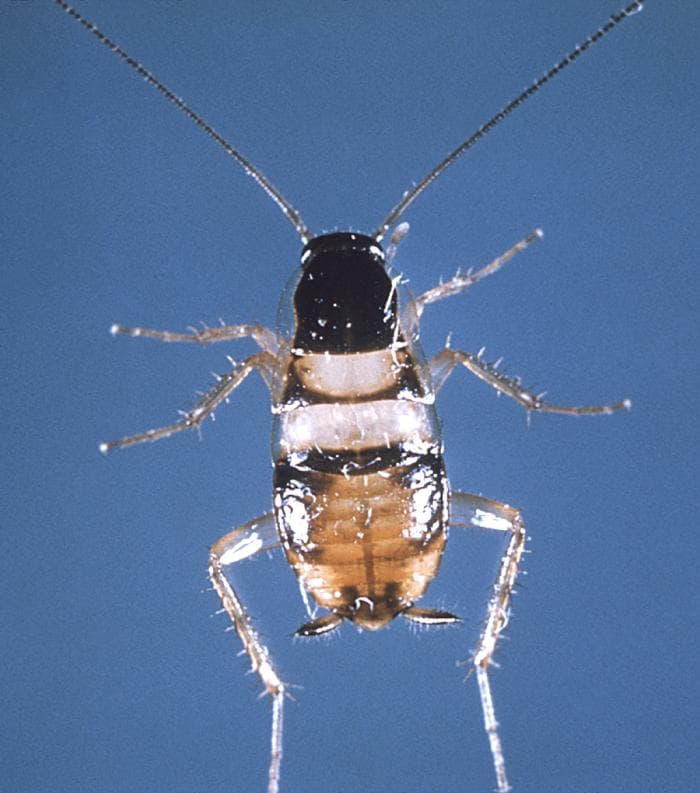 Brown-Banded Cockroach — identification photo