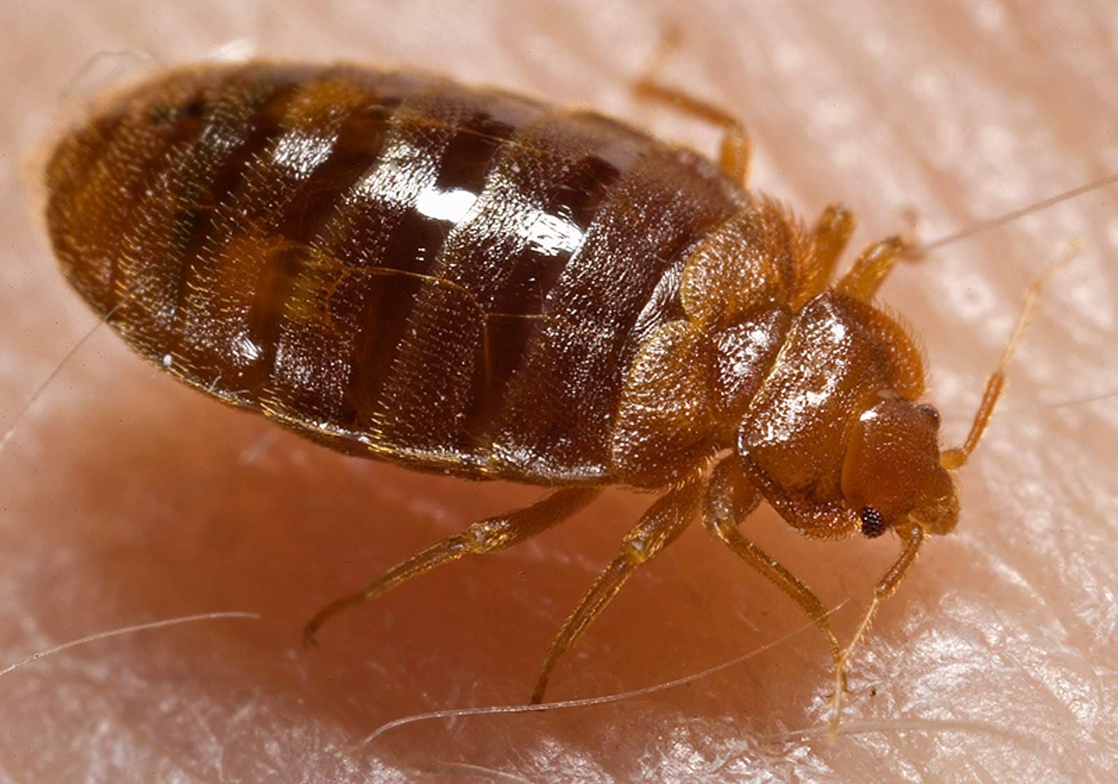 Bed Bug — identification photo