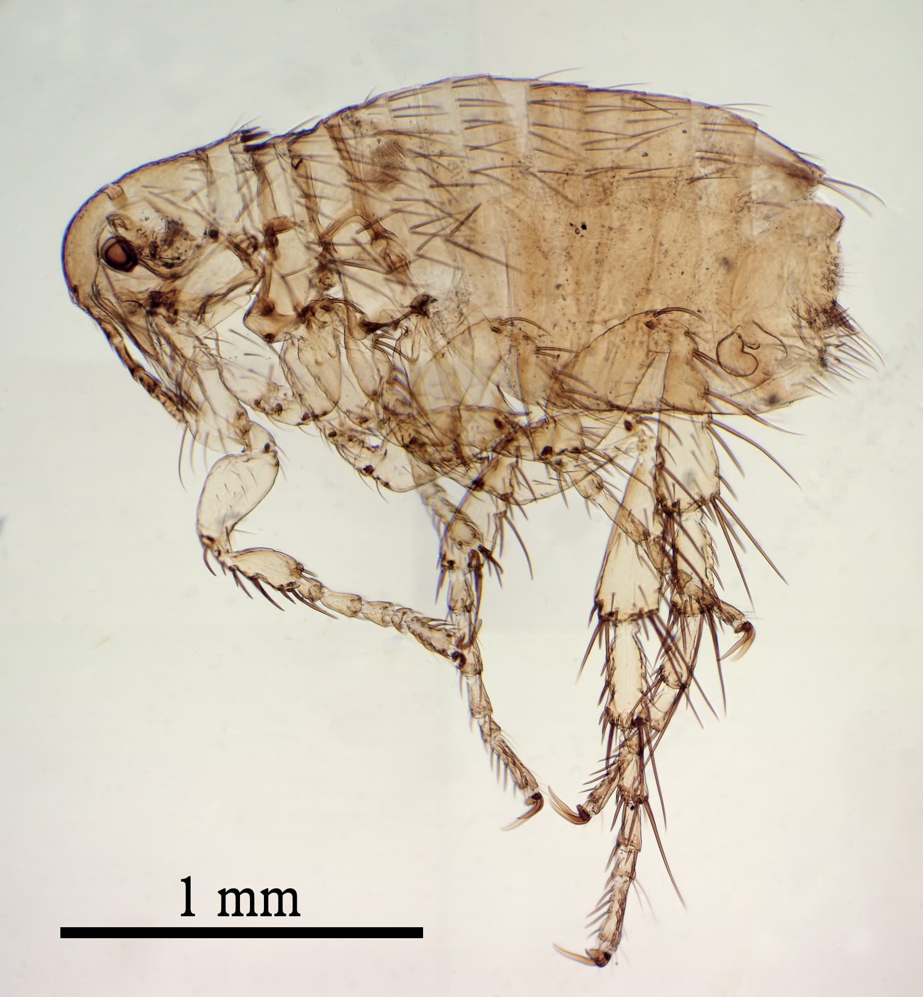 Dog Flea — identification photo