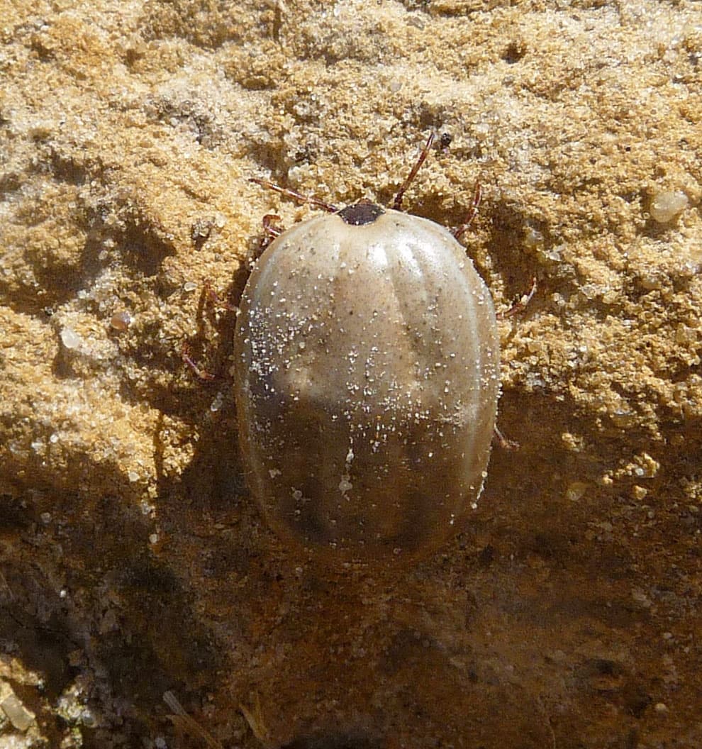 Brown Dog Tick — identification photo