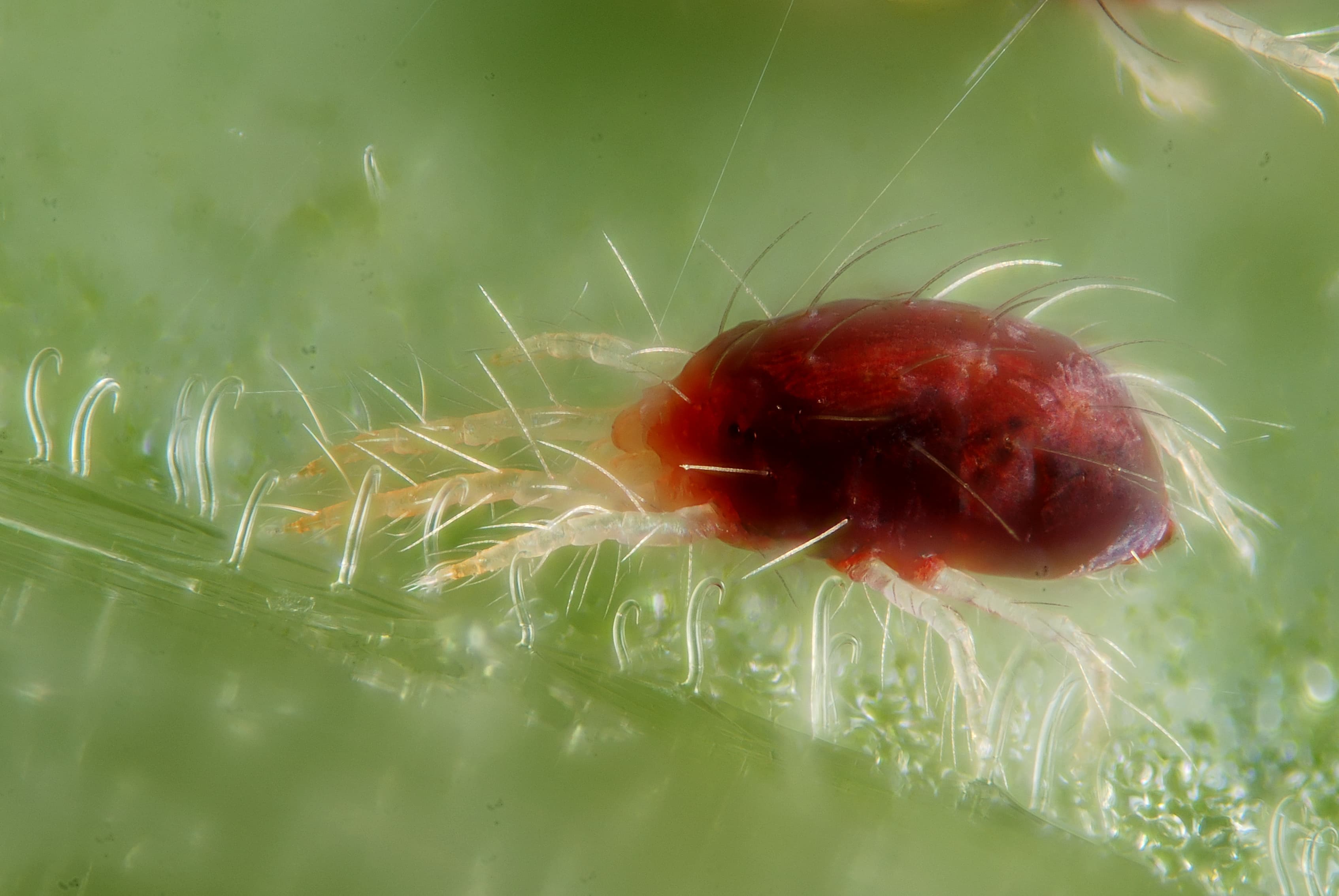Spider Mite — identification photo