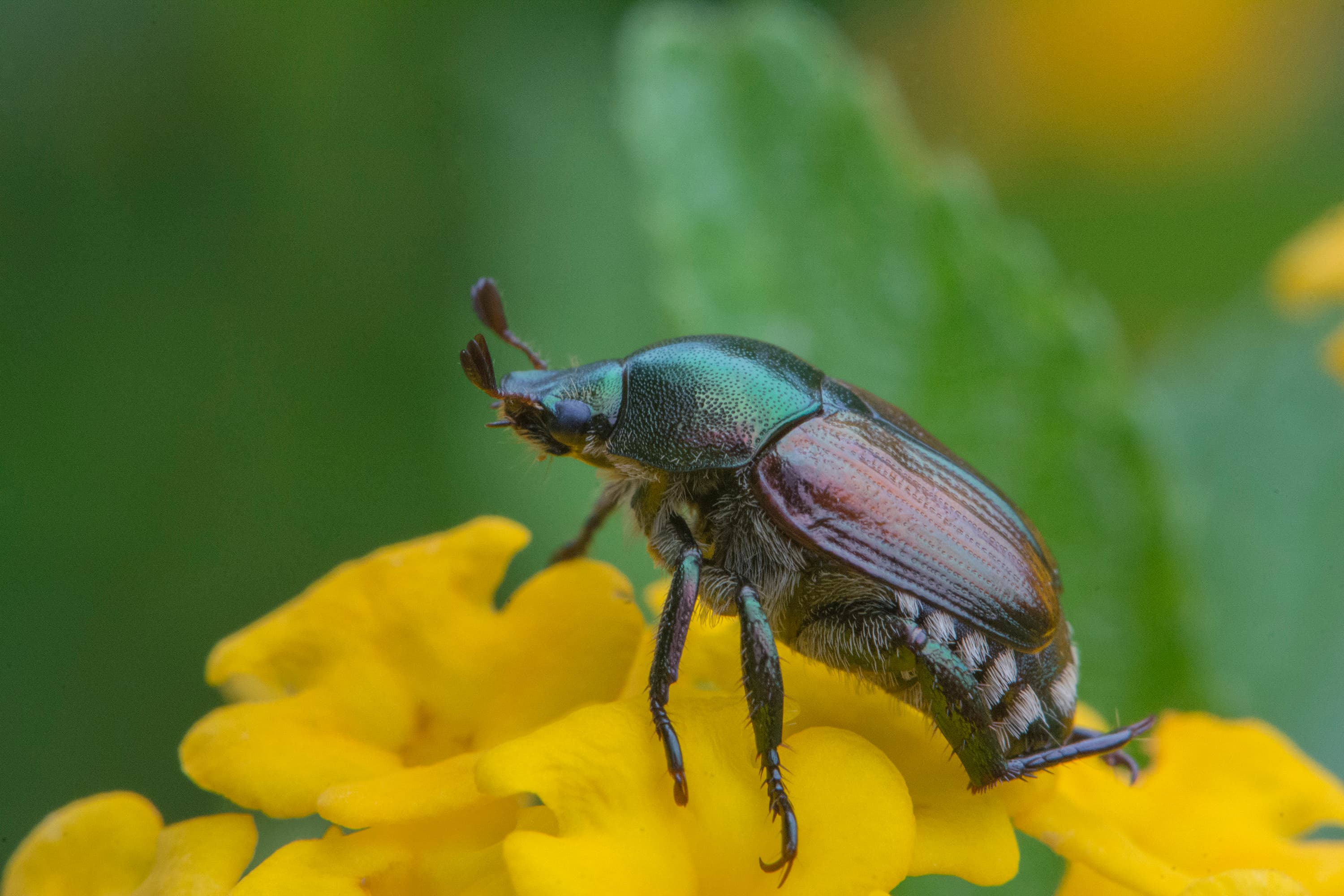 Japanese Beetle — identification photo