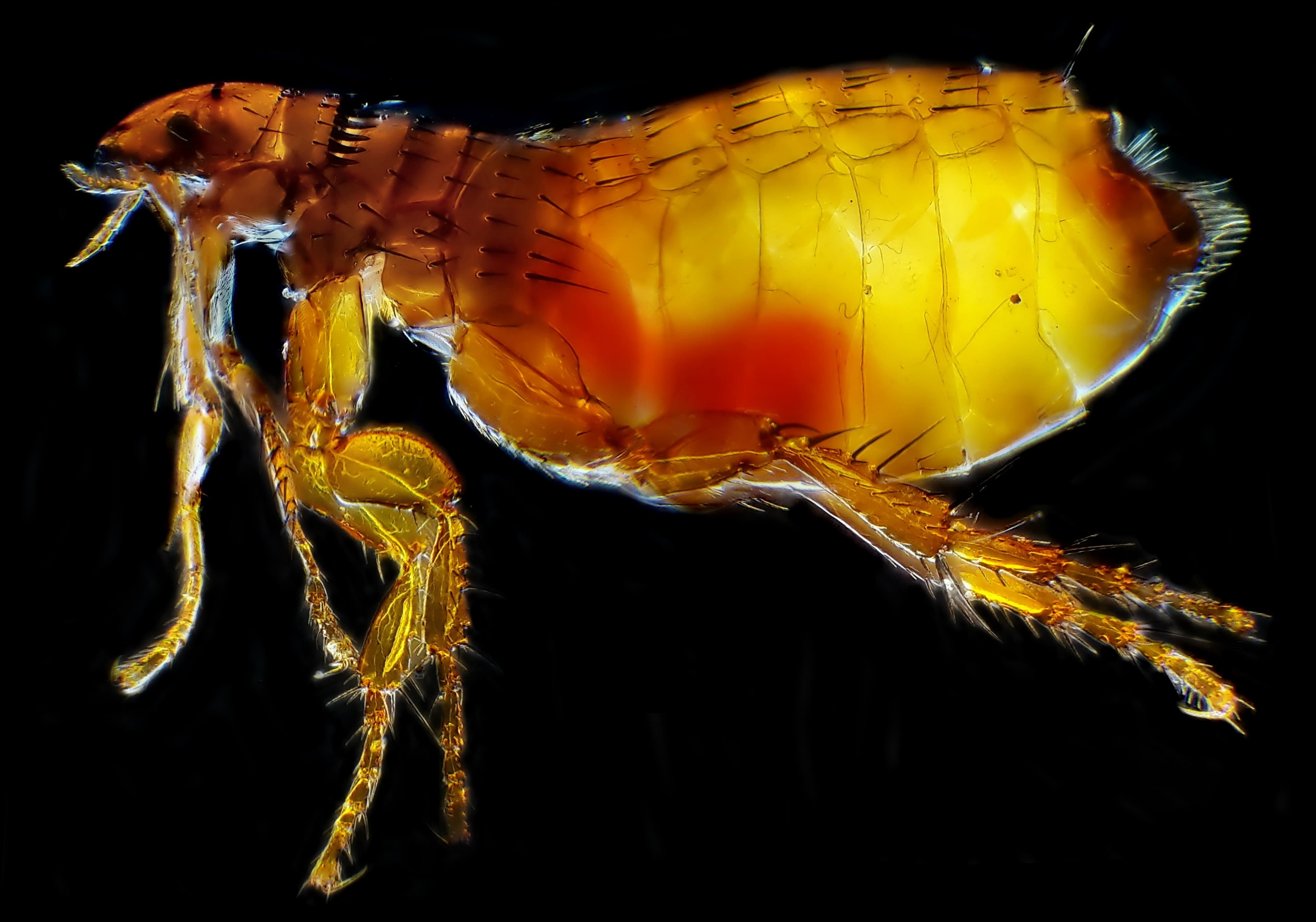 Cat Flea — identification photo