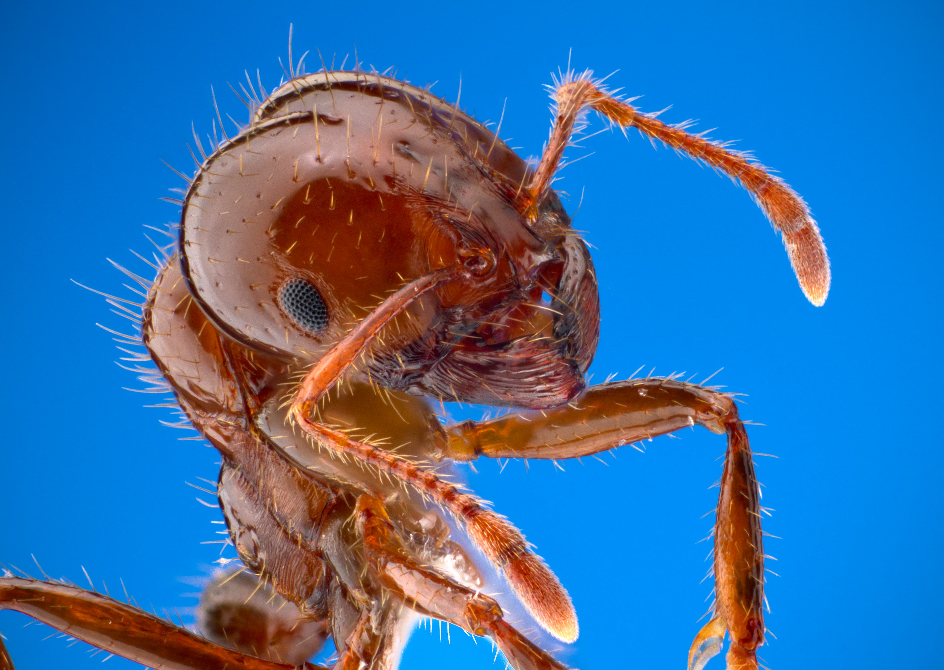 Fire Ant — identification photo